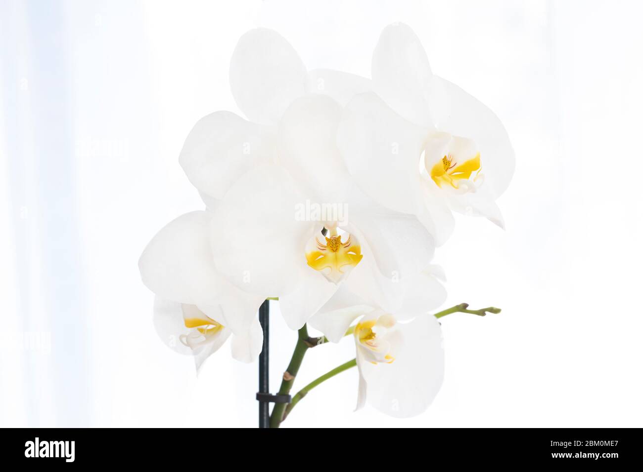 High key closeup of a white orchid Stock Photo