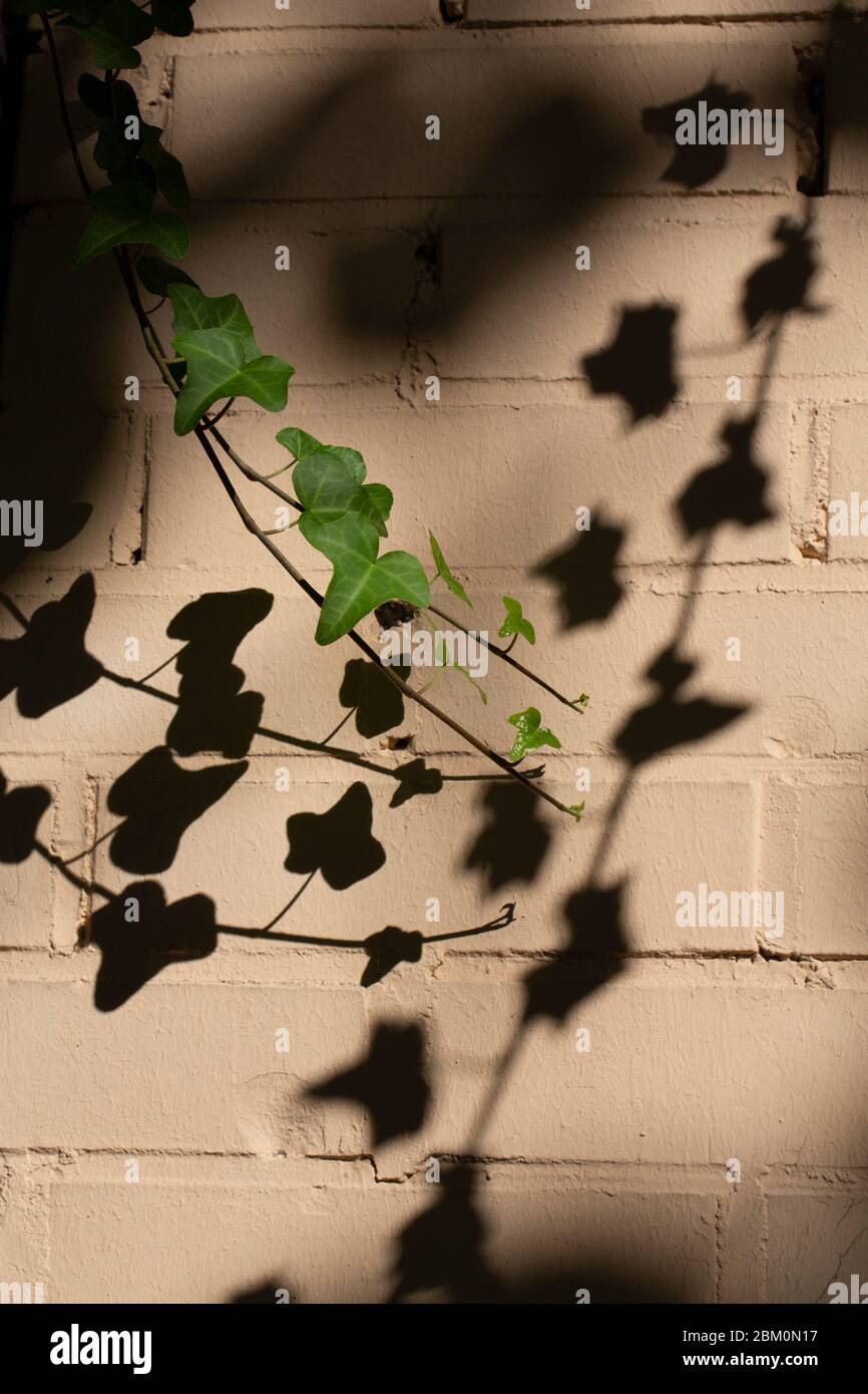 Green ivy with shadows on a ocher wall Stock Photo