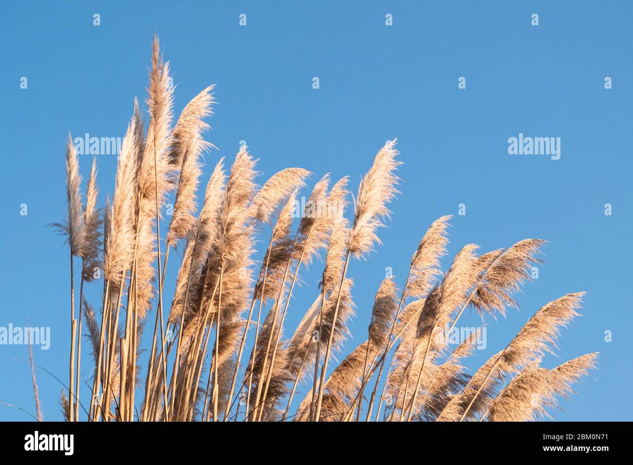 Tall grass blows in the wind against a blue sky, Penarth, Wales Stock Photo