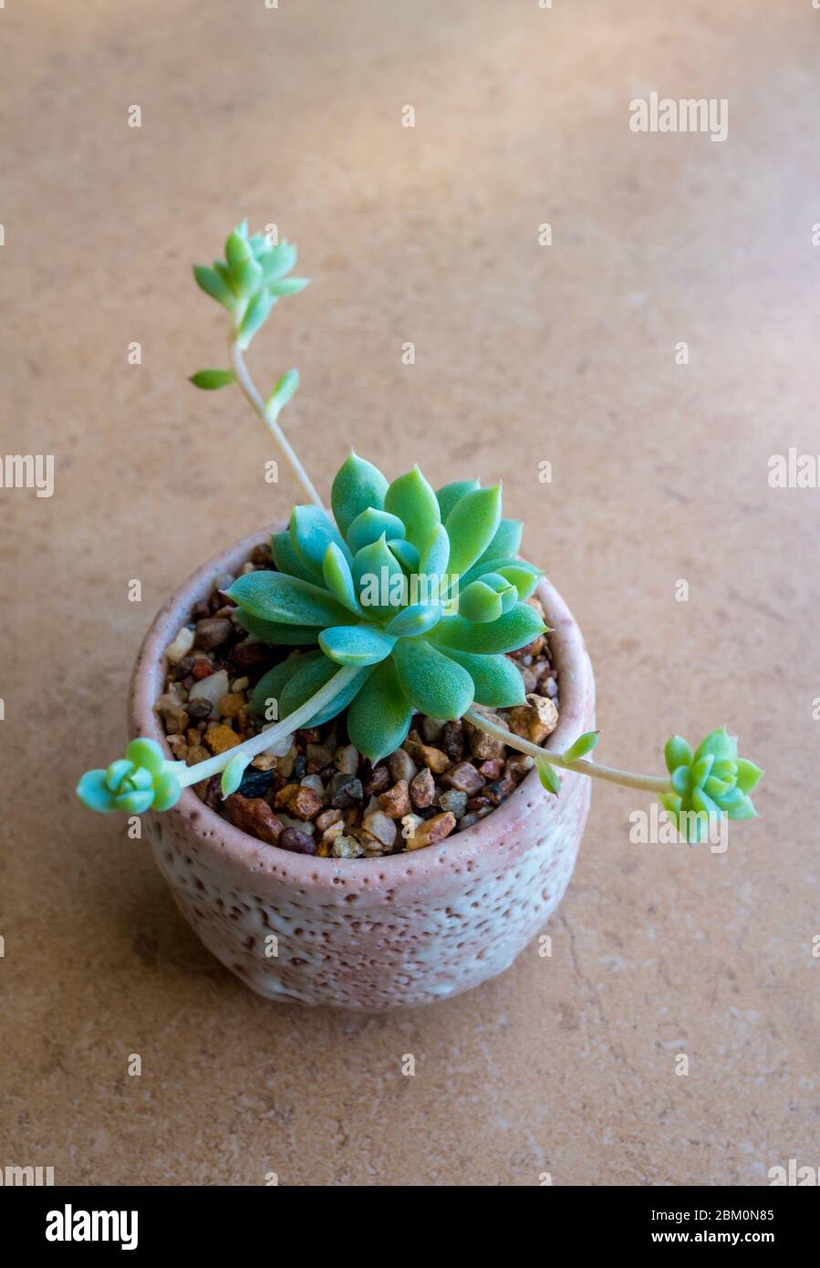 Succulent plant close-up, freshness leaves of Graptopetalum Macdougallii in the ceramic pot Stock Photo