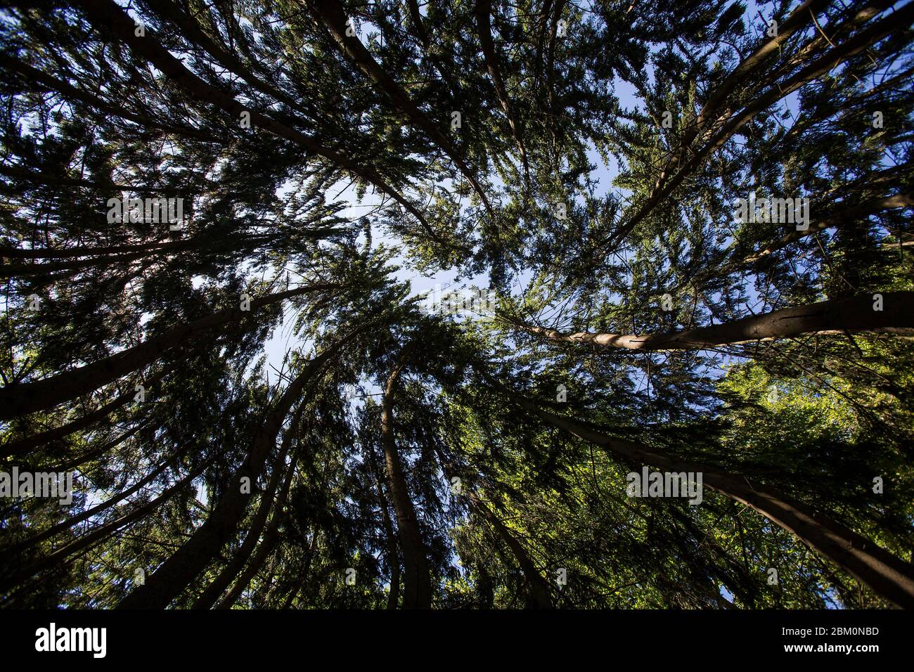 Marvelous forest from a frogs perspective Stock Photo