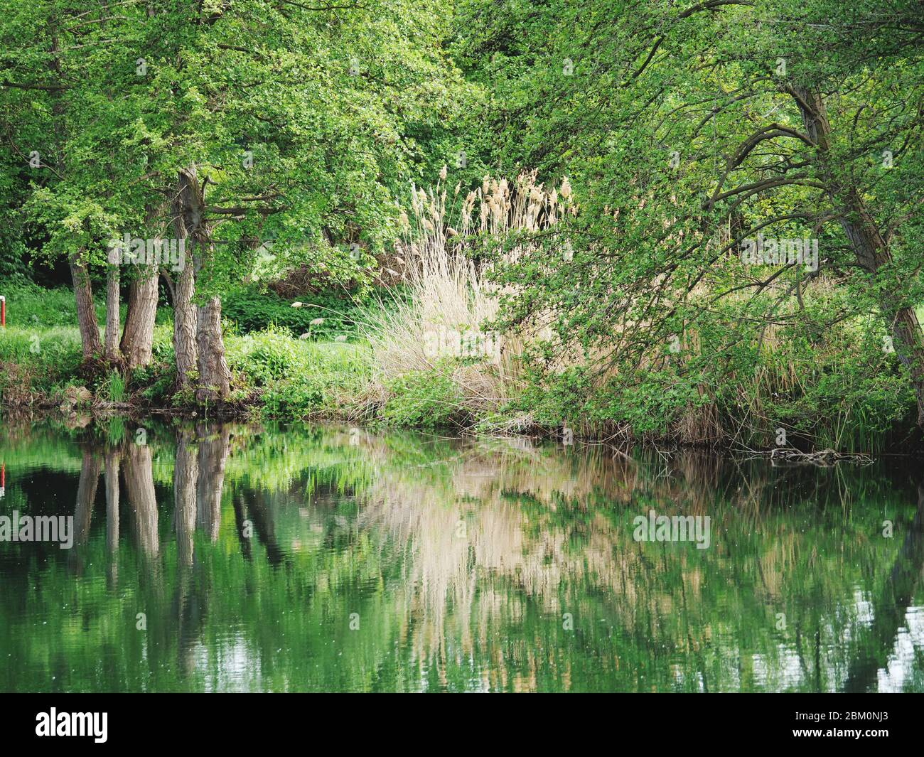 tranquility at lakeshore with reflection of reed in water Stock Photo ...