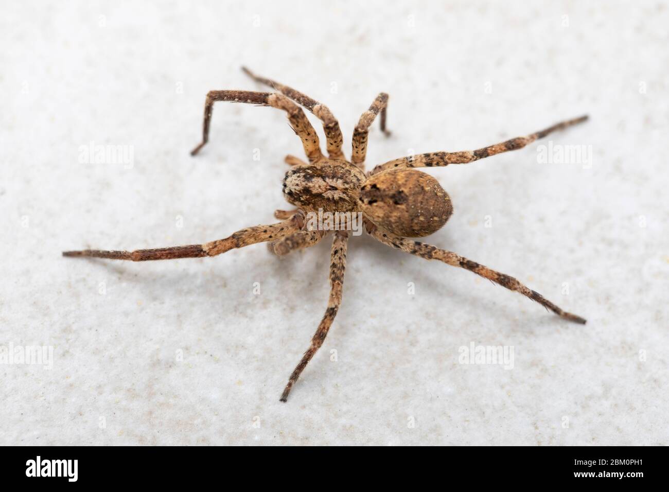 A big brown spider on a white stone background Stock Photo
