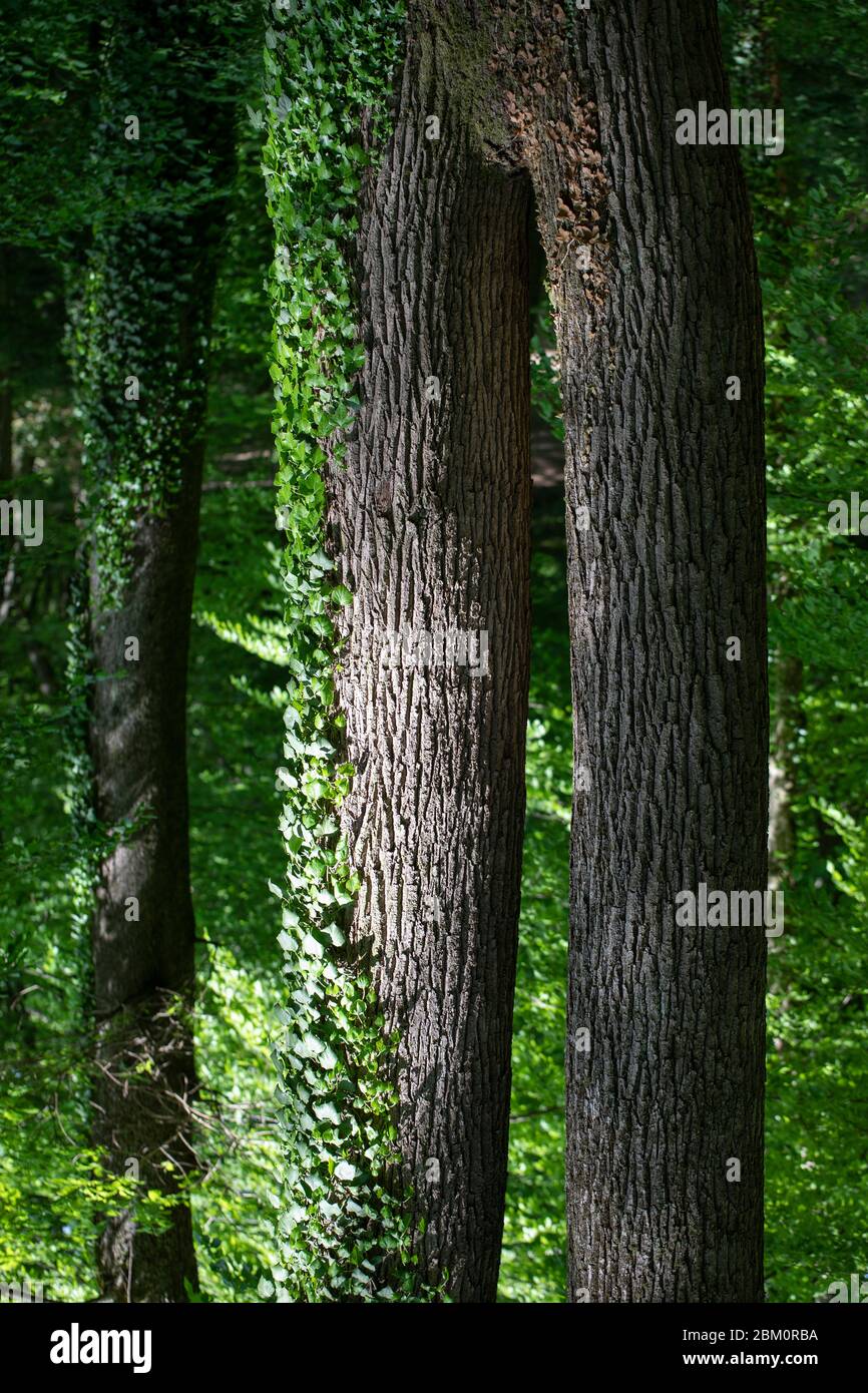 Wooden brown pants with a structure in the forest Stock Photo
