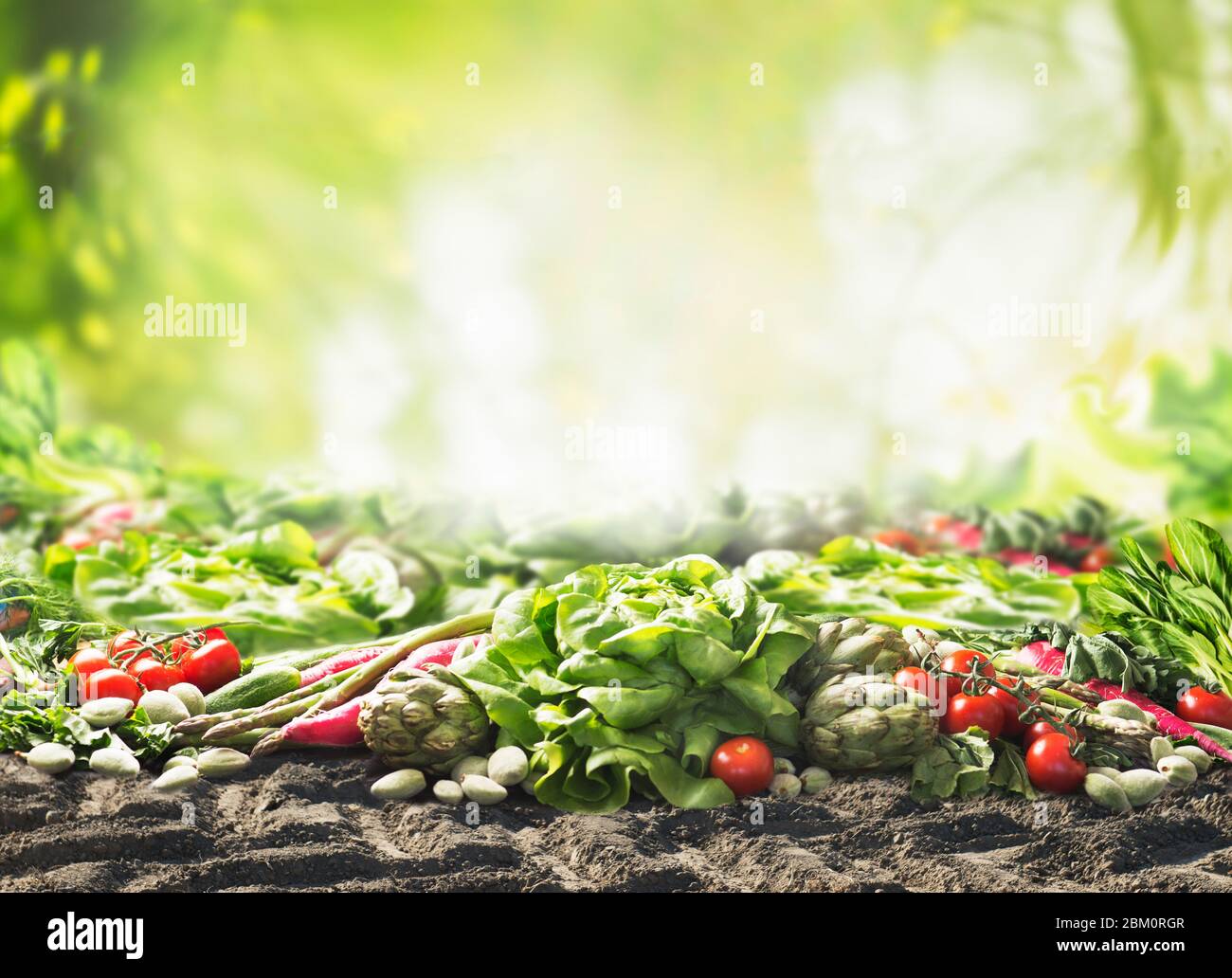 Group of various harvesting organic vegetables on soil at sunny summer  garden green nature background. Veggies growing. Eco food.  Tomato, lettuce, r Stock Photo
