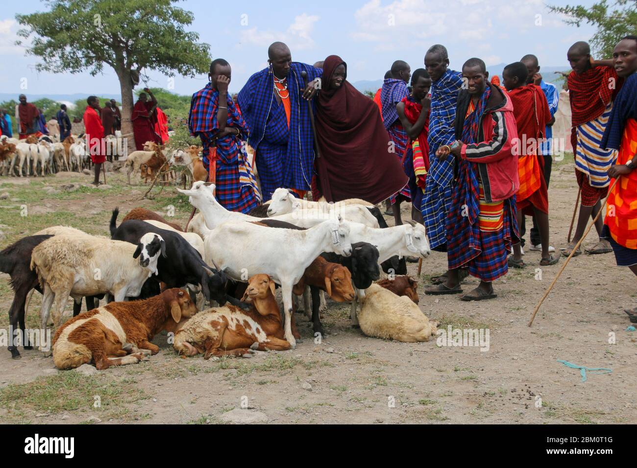 Masai (Also Maasai) Tribesmen an ethnic group of semi-nomadic people. Maasai men herding livestock Photographed in Tanzania Stock Photo