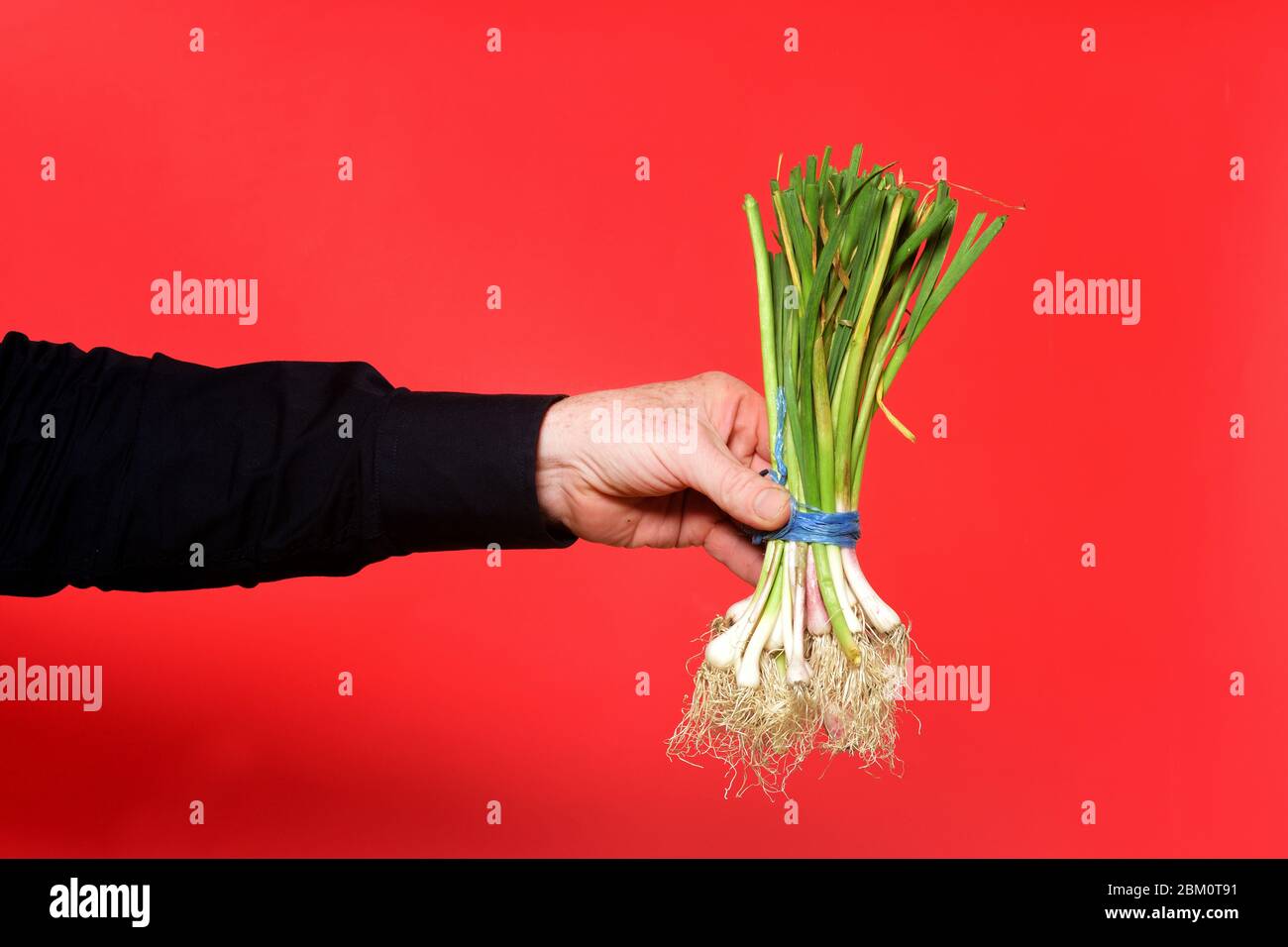 Hand holding tender garlic hi-res stock photography and images - Alamy