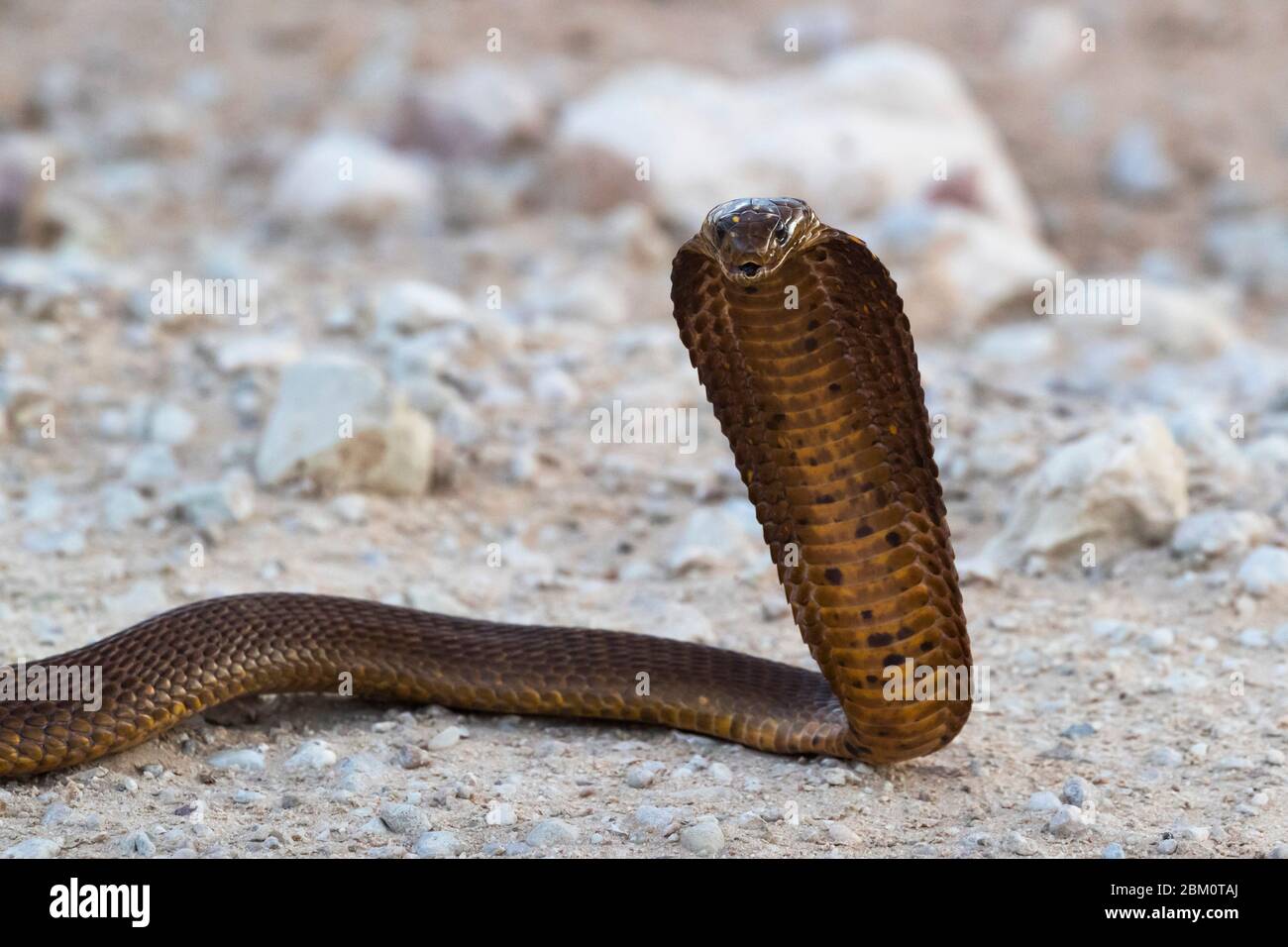 Cape cobra (Naja nivea), Kgalagadi transfrontier park, South Africa, Stock Photo