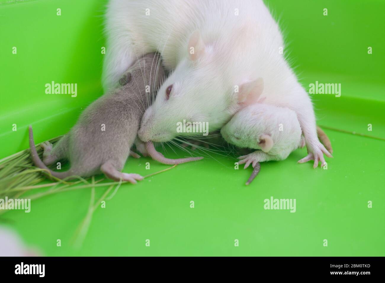Rats family together. Little mice together with the whole family Stock