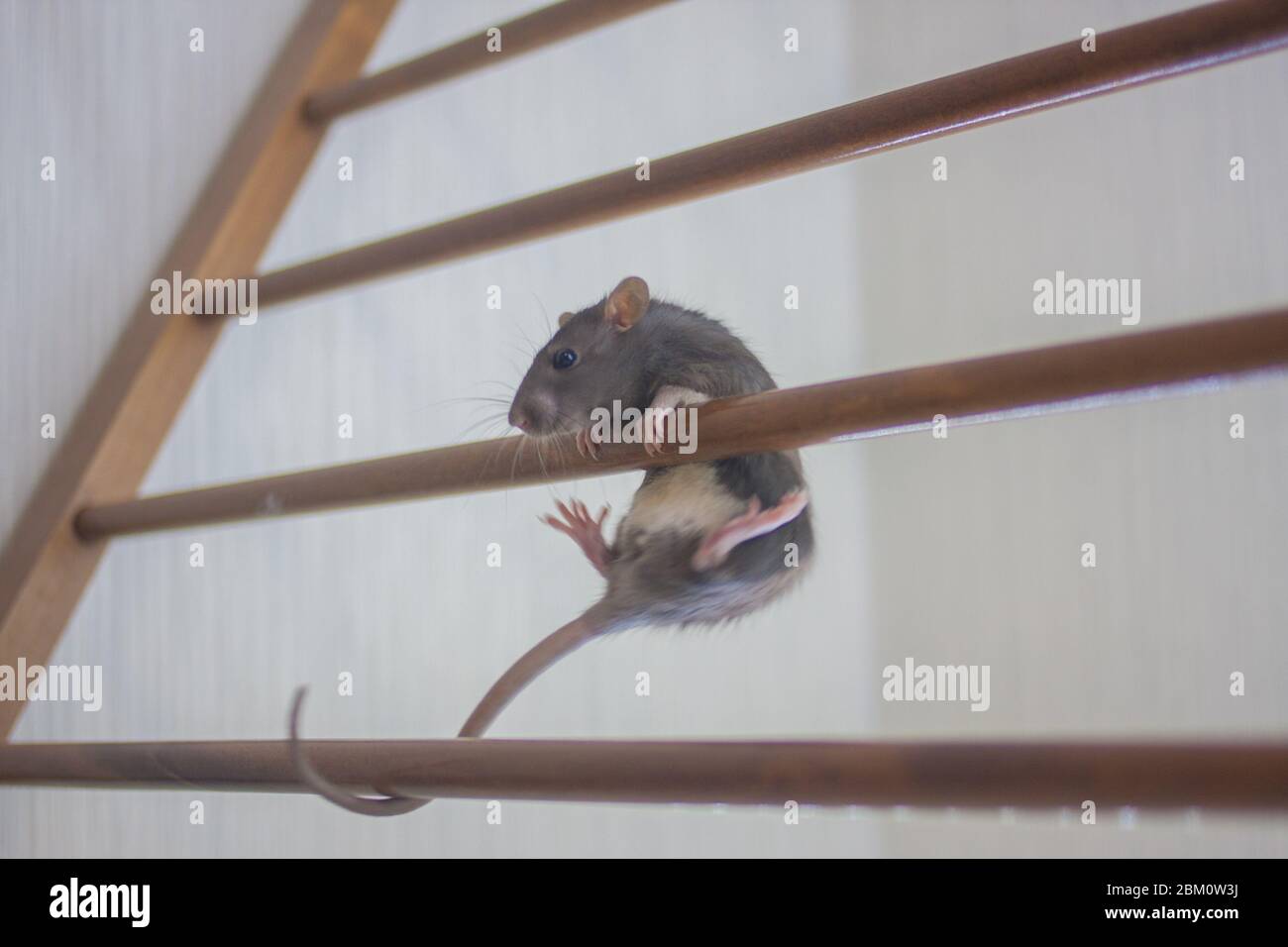 Rat is climbing up the stairs Stock Photo Alamy