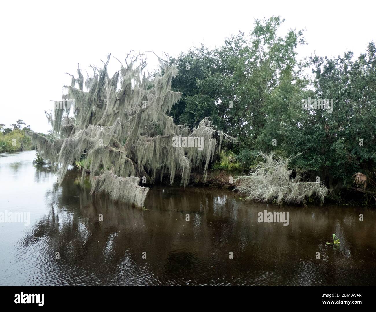 Landscape of the Swampland in the Louisiana bayou, USA Stock Photo