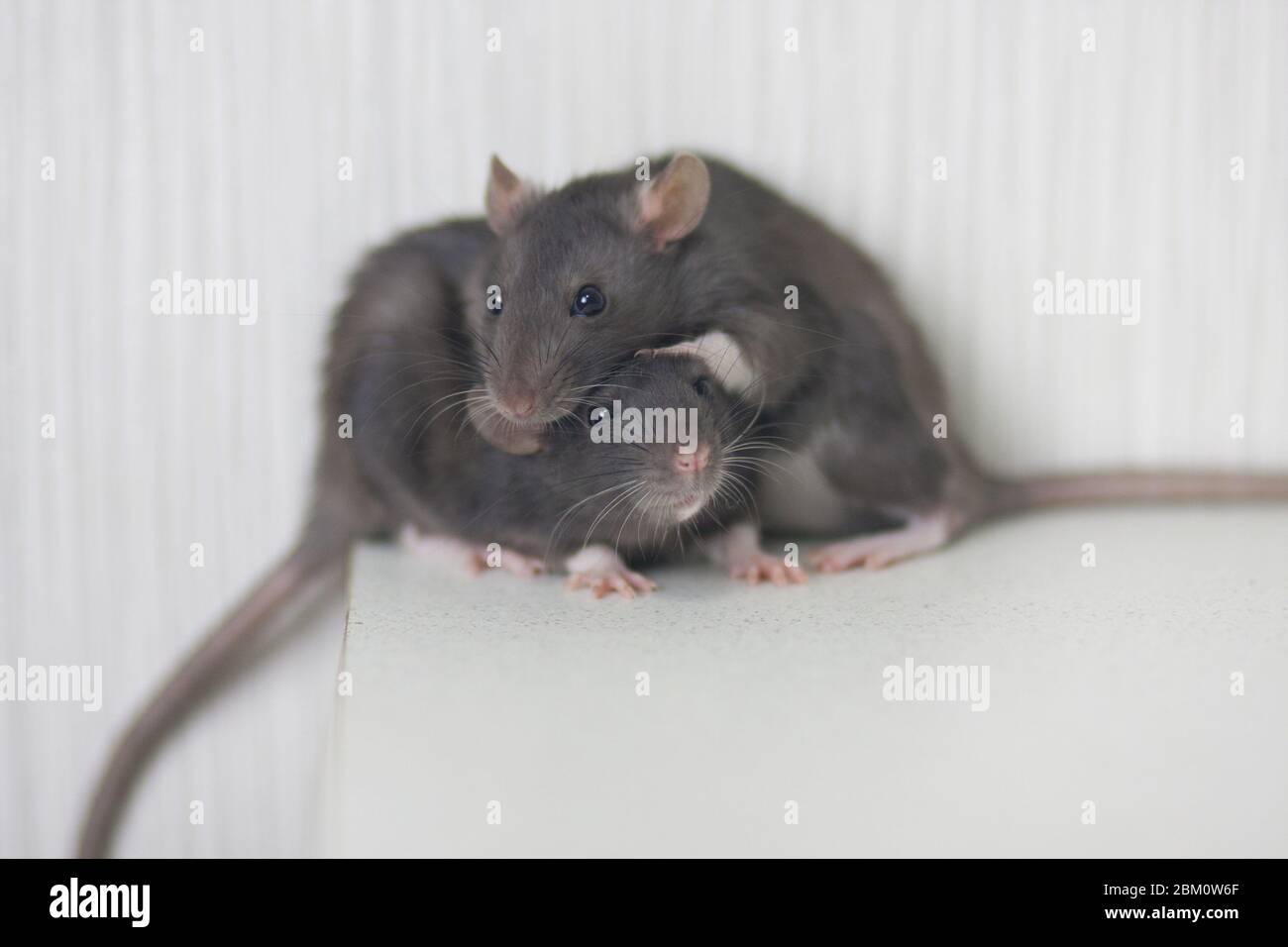 Rats family. two gray rats together Stock Photo - Alamy