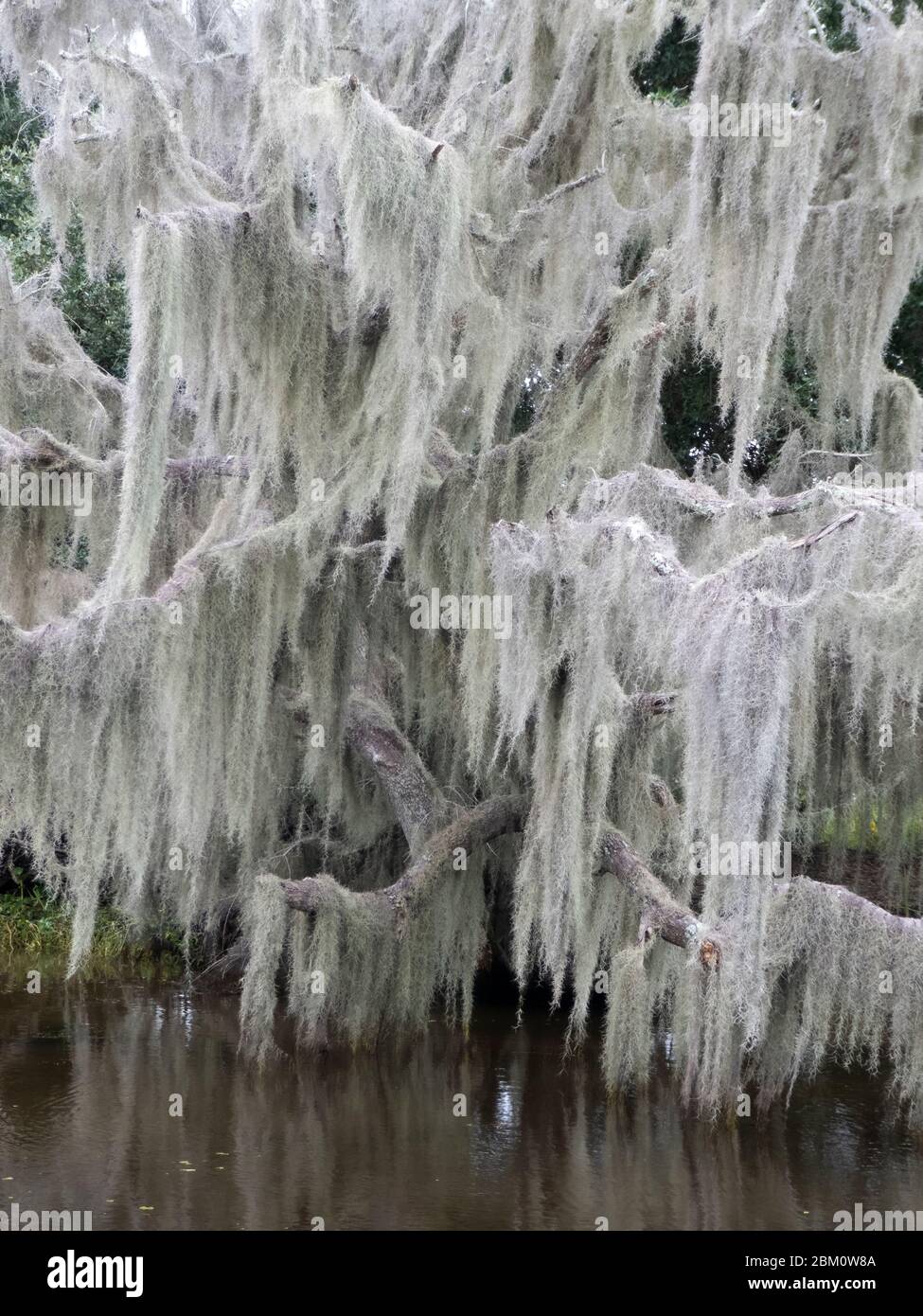 Landscape of the Swampland in the Louisiana bayou, USA Stock Photo