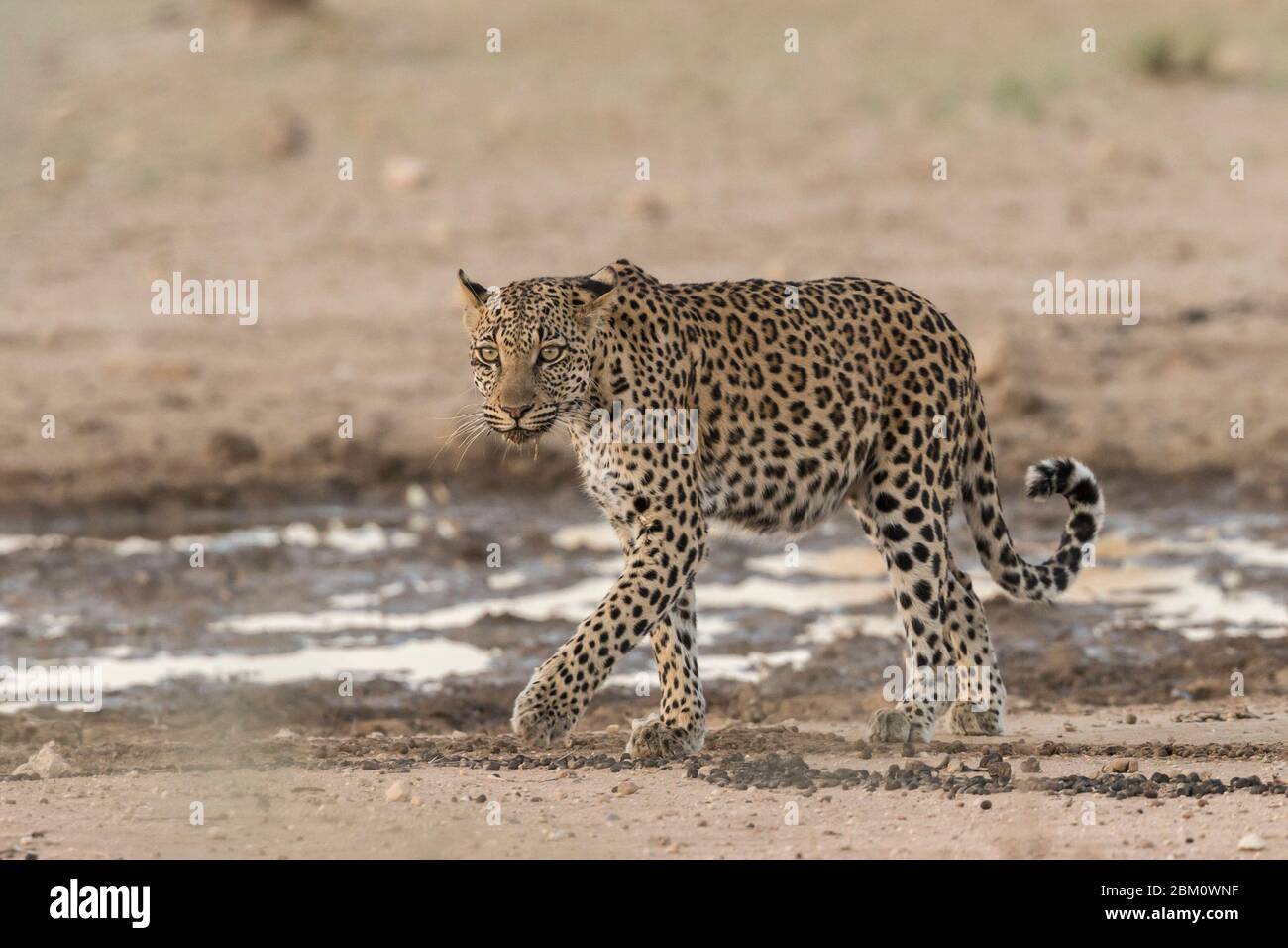 Leopard (Panthera pardus), Kgalagadi transfrontier park, South Africa, Stock Photo