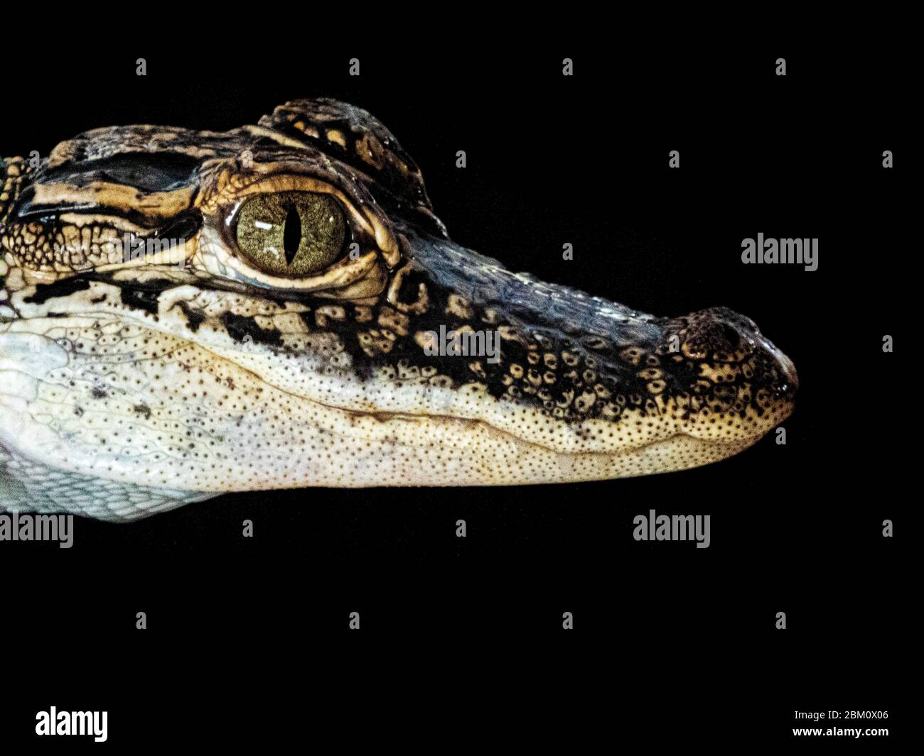 Night photography of a Close up of an alligator in the Louisiana bayou, USA Stock Photo