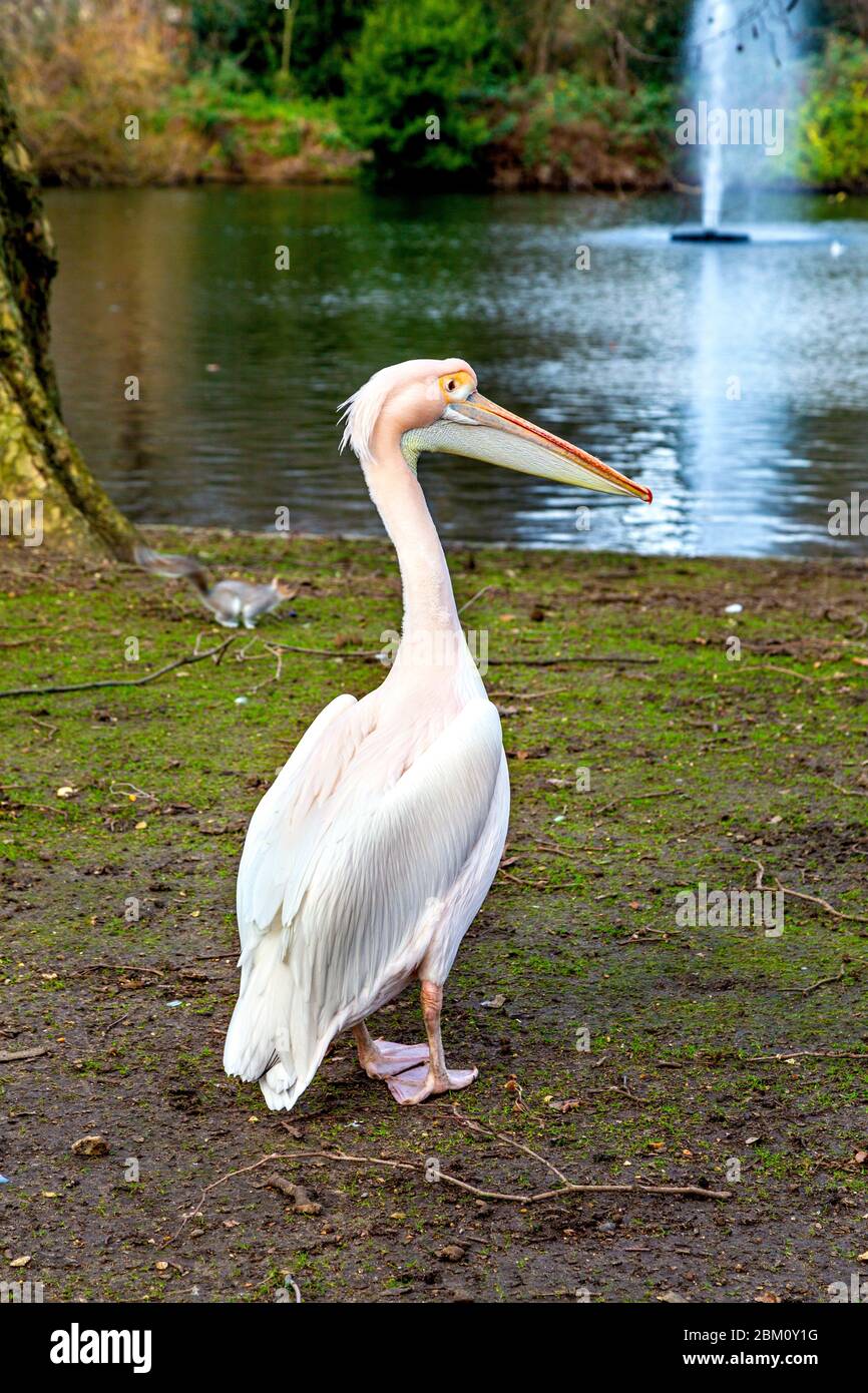 Pelican in St James's Park, London, UK Stock Photo