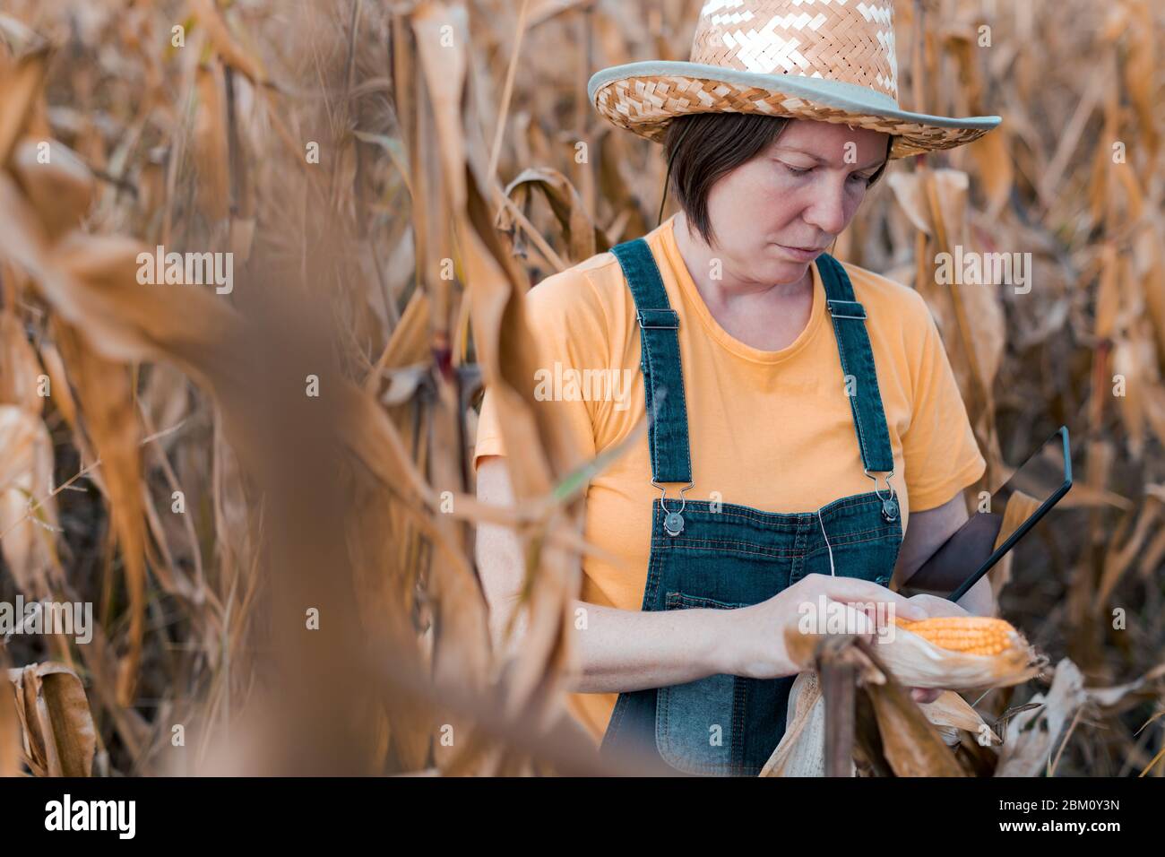 Female corn farmer using digital tablet in cornfield, smart farming concept  with woman farm worker wearing straw hat and jeans bib overalls Stock Photo  - Alamy