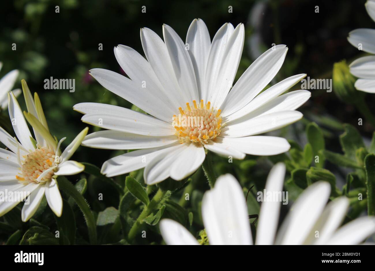 Pure white Osteospermum flowers, growing outdoors, in close up. Also known as Cape Daisy. Stock Photo