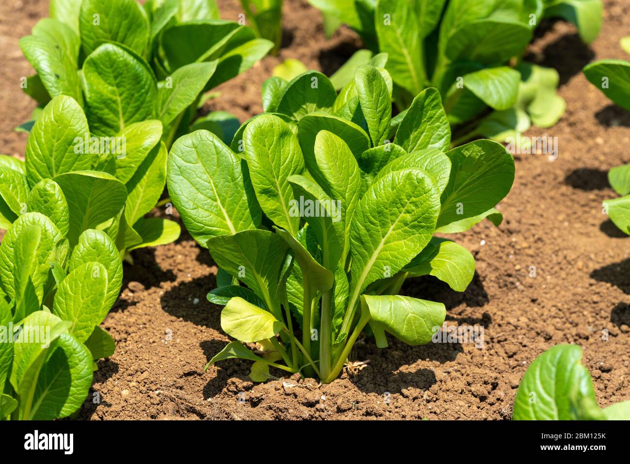 Japanese mustard spinach (Brassica rapa var. perviridis) farm, Isehara