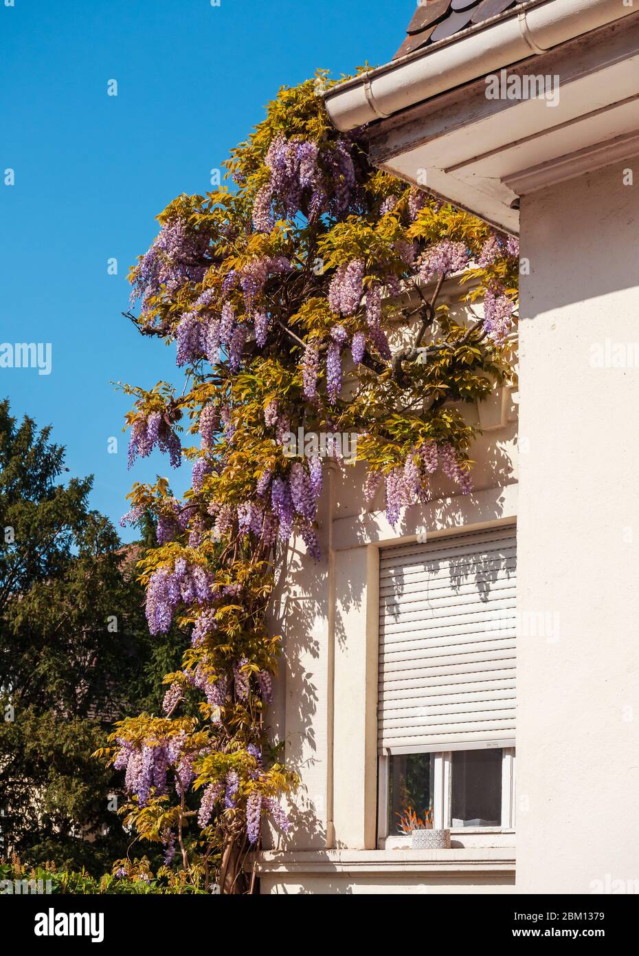 Stunning blooming lilac wisteria on the streets of Strasbourg. The colors  of spring. France Stock Photo - Alamy