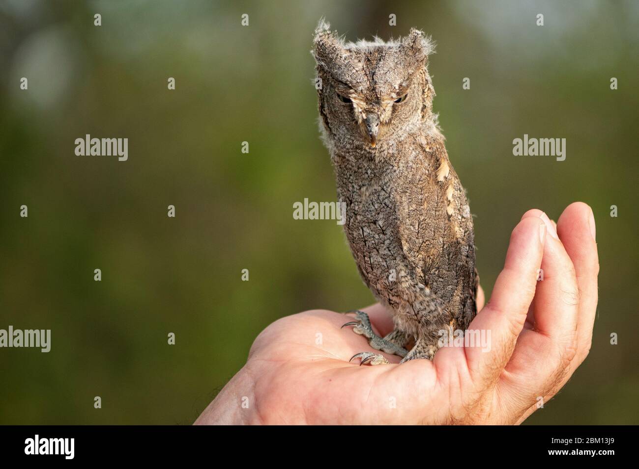 Young European scops owl (Otus scops) sitting on hand. Stock Photo