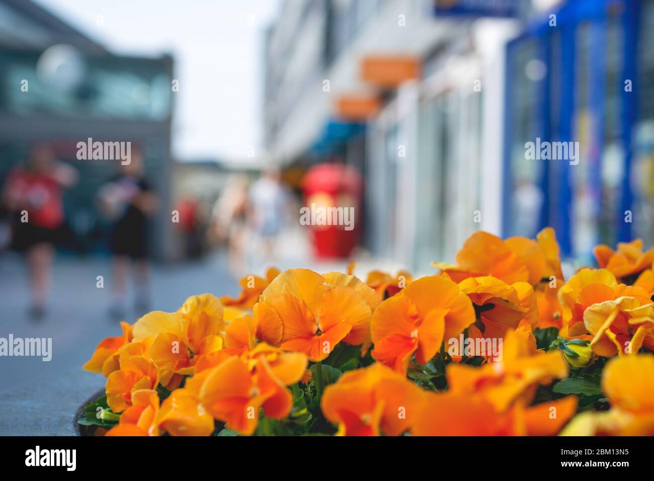 Unrecognizable people walking at the street in shopping district with orange viola flowers on foreground. City life. Stock Photo