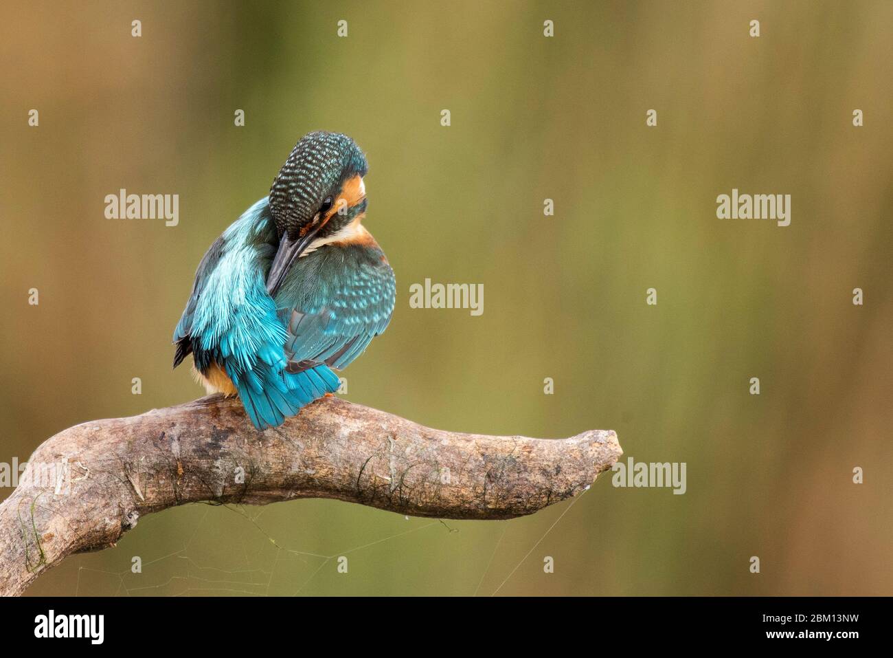 Common Kingfisher (Alcedo atthis) sits on a beautiful background, and preening its feathers. Stock Photo