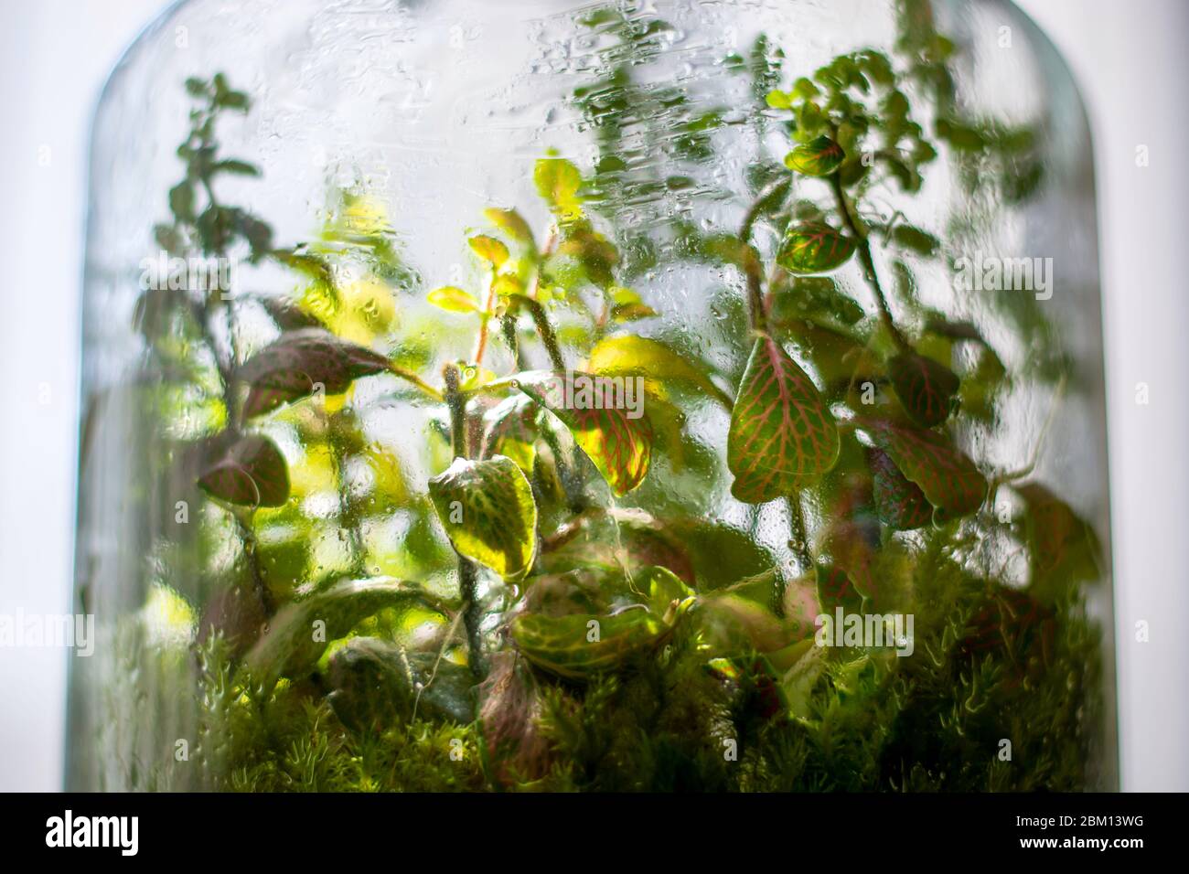 Plants in a closed glass bottle. Terrarium jar small ecosystem. Moisture condenses on the inside of the glass. The process of photosynthesis. Droplets Stock Photo