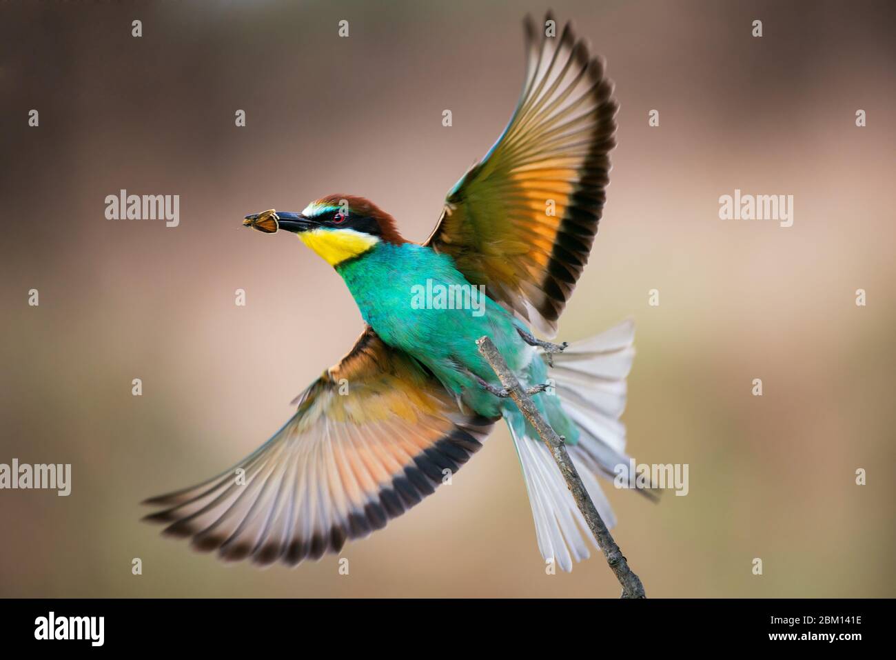 Colourful birds. European bee-eater, merops apiaster in flight on a beautiful background, with a butterfly in its beak. Stock Photo