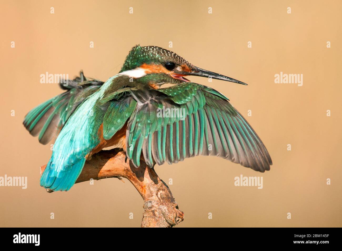 Common Kingfisher (Alcedo atthis) sits on a beautiful background, with open wings. Stock Photo