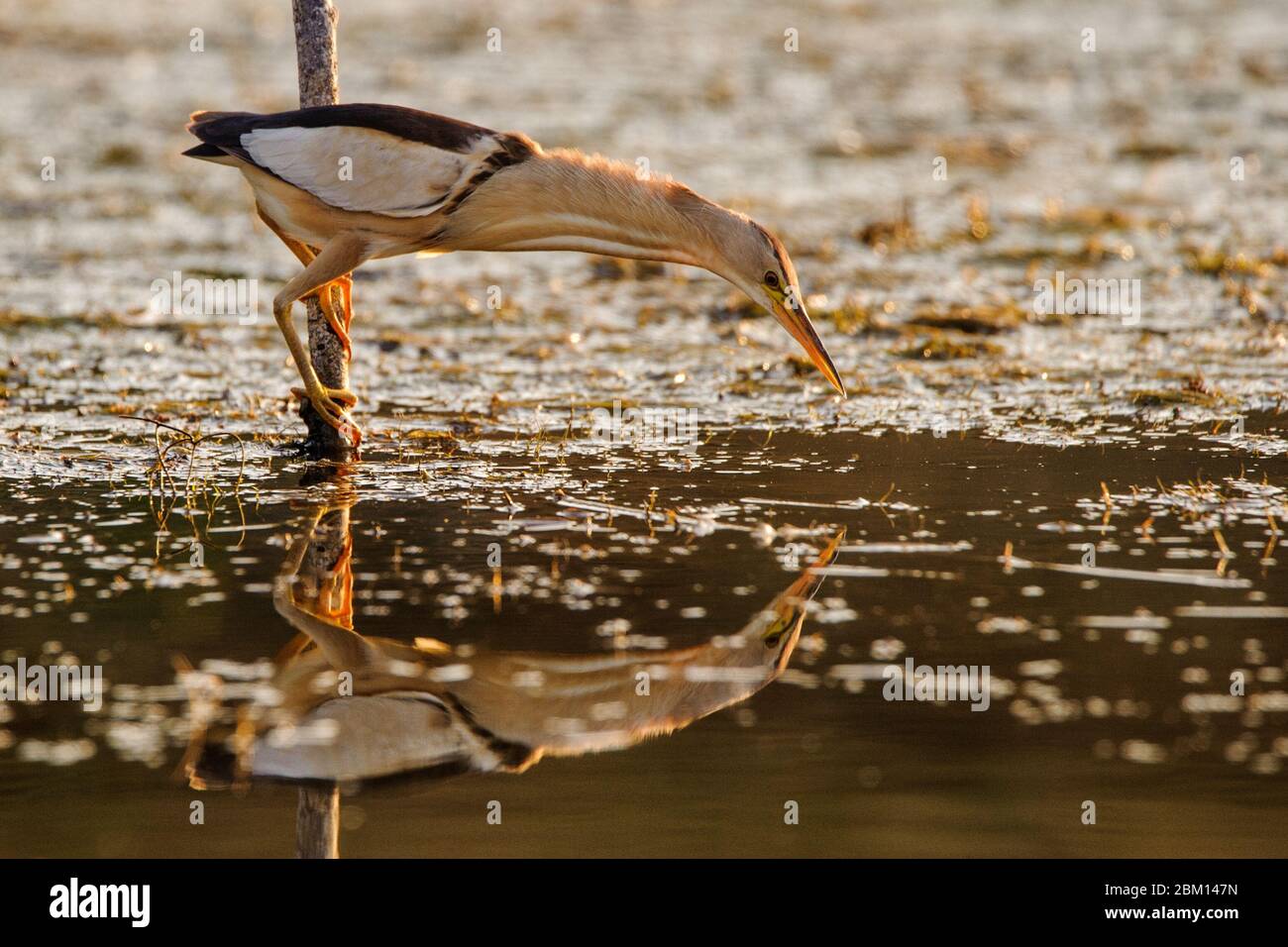 Little bittern holding on a stick and looks for food, Ixobrychus minutus. Stock Photo