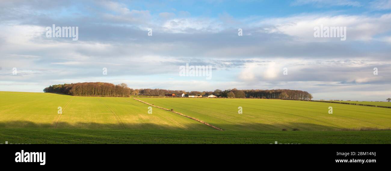Arable fields in the Yorkshire Wolds with woods and Wharram Percy farm on the horizon Stock Photo