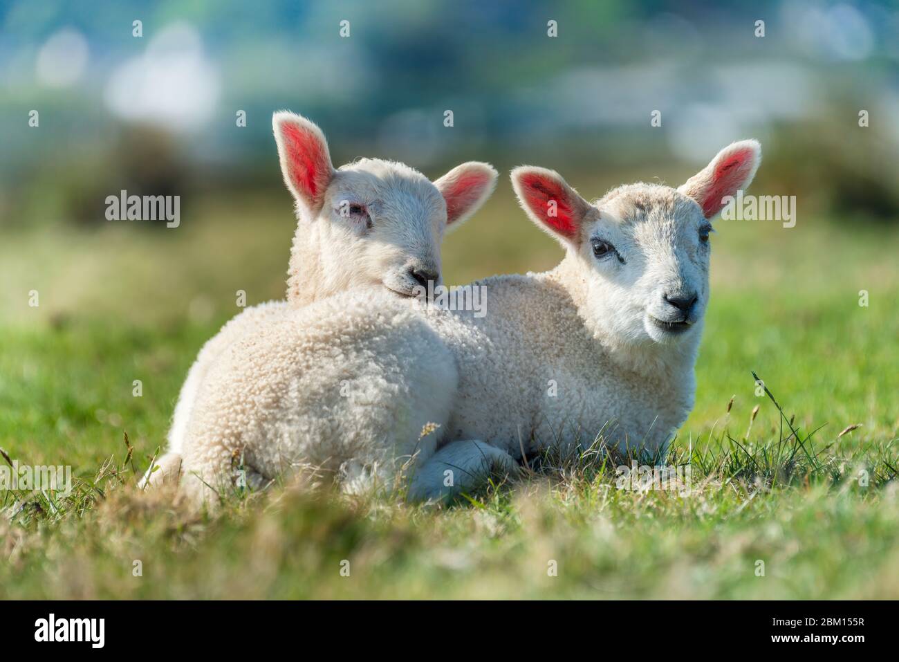 Appledore, North Devon, England. Wednesday 6th May 2020. UK Weather. Another warm and sunny day on the coast in North Devon as two lambs enjoy the sunshine on Northam Burrows near Appledore. Credit: Terry Mathews/Alamy Live News Stock Photo