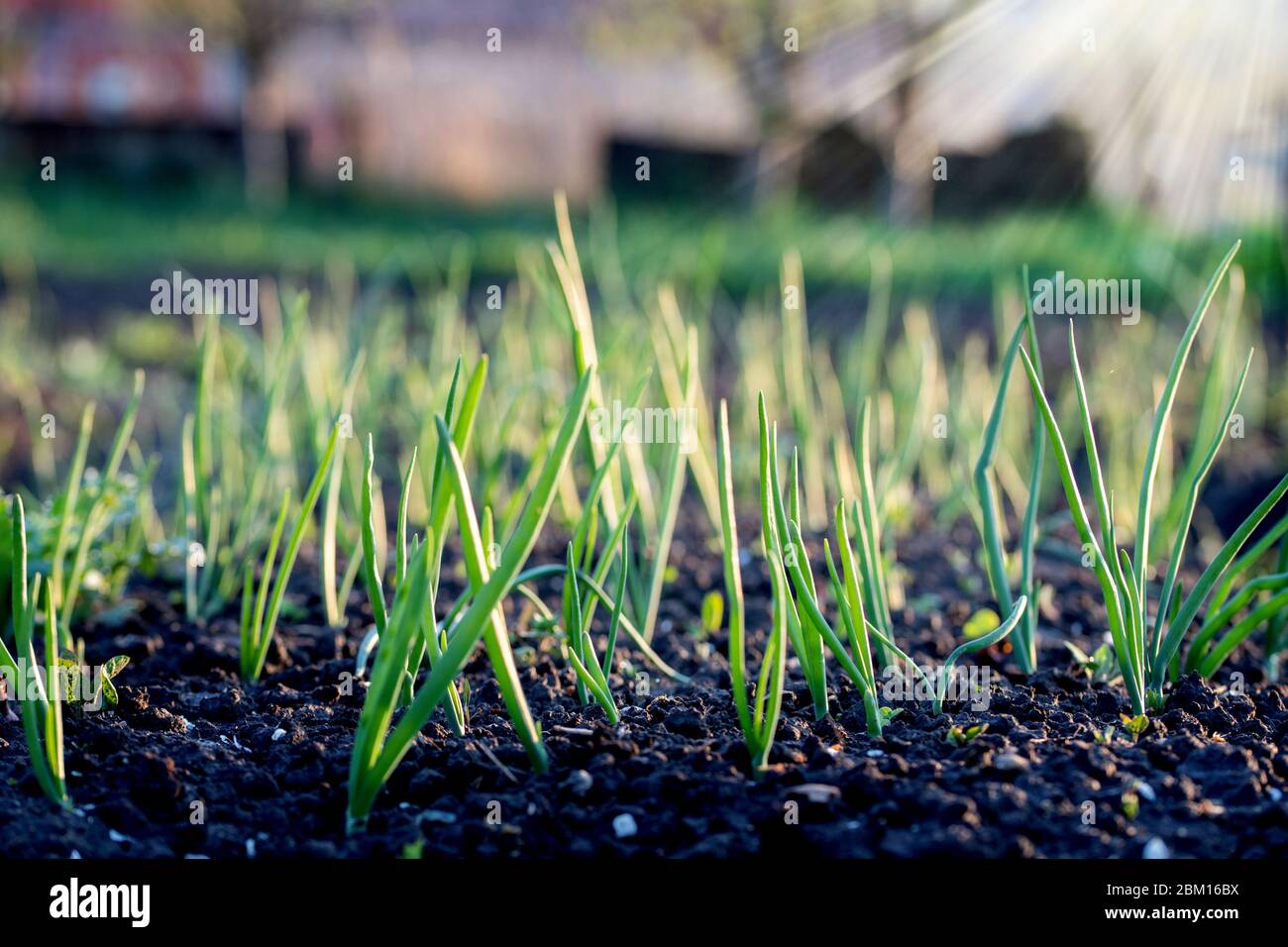 Red onions in soil hi-res stock photography and images - Alamy