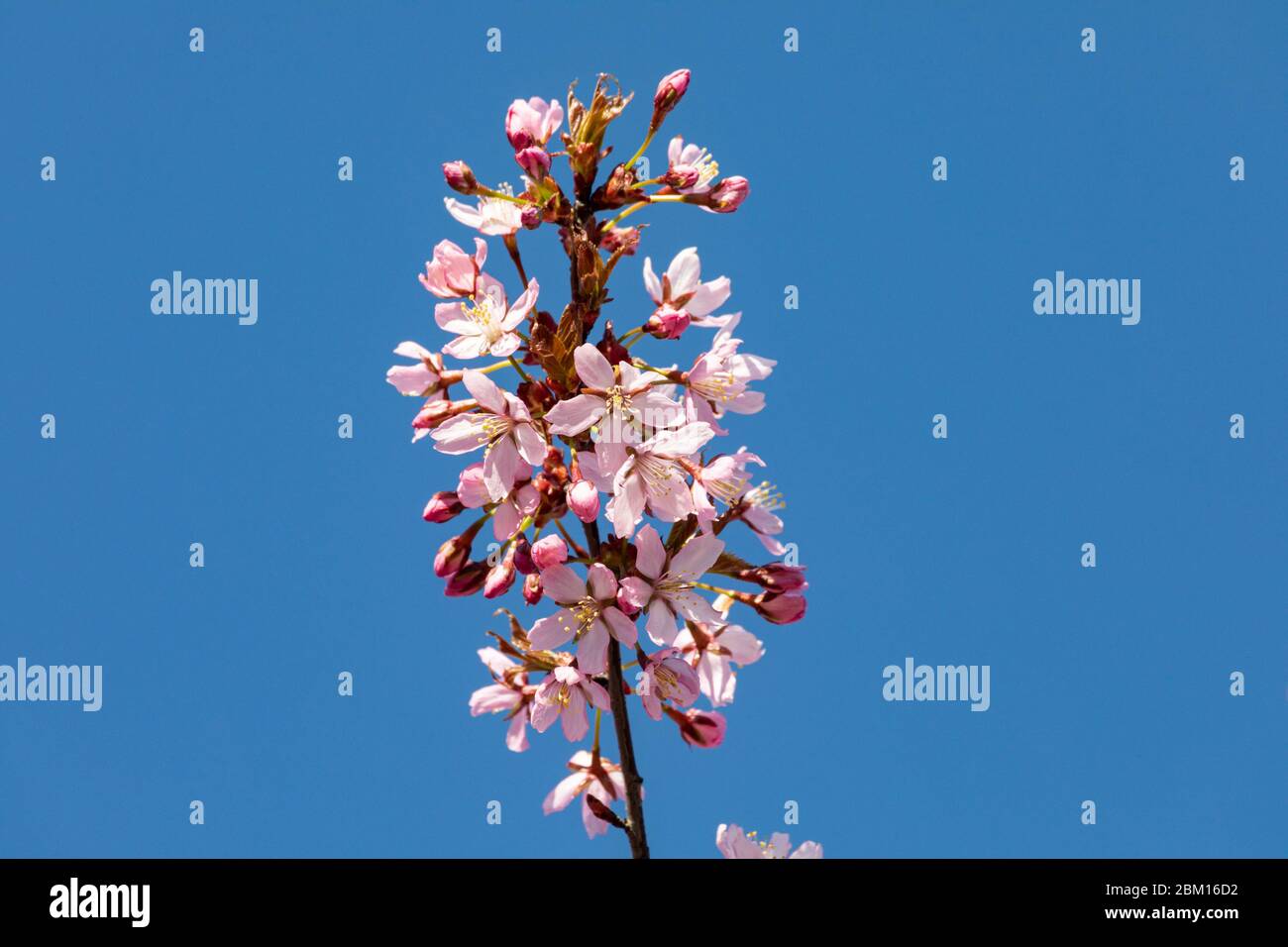 Cherry tree branch with pink blossoms against clear blue sky Stock Photo