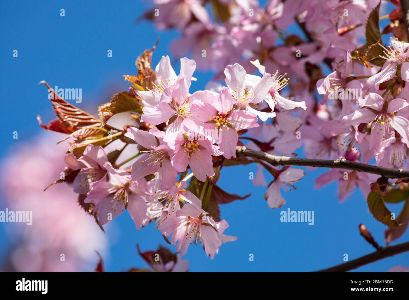Pink cherry blossom close-up against clear blue sky Stock Photo