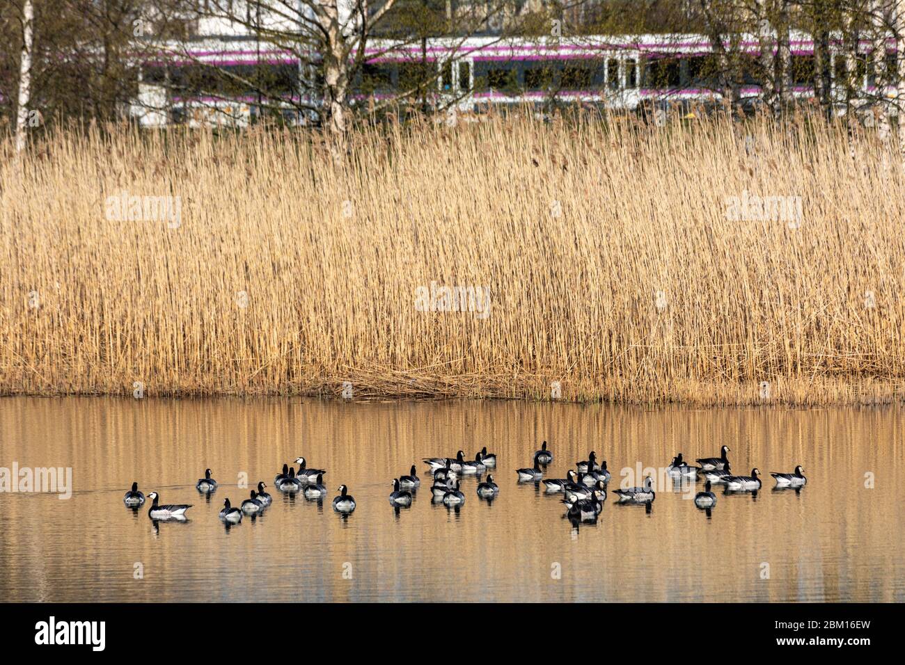 Barnacle geese (Branta leucopsis) on Töölönlahti Bay with reeds and passing commuter train in the background in Helsinki, Finland Stock Photo
