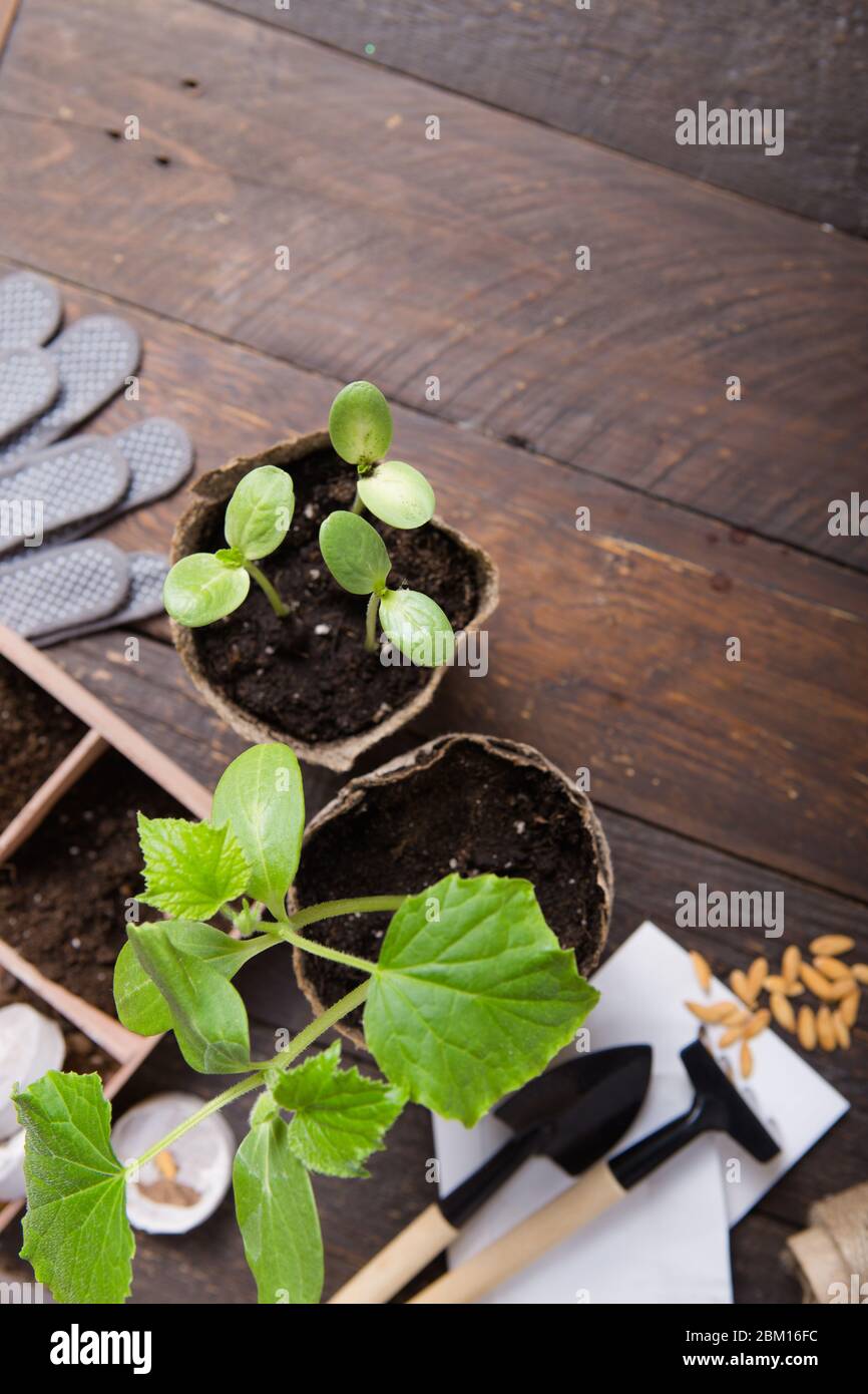 Gardening farming. Seedlings cucumber and pear in peat pot with scattered  soil and garden tool. Set for growing on wooden background Stock Photo -  Alamy