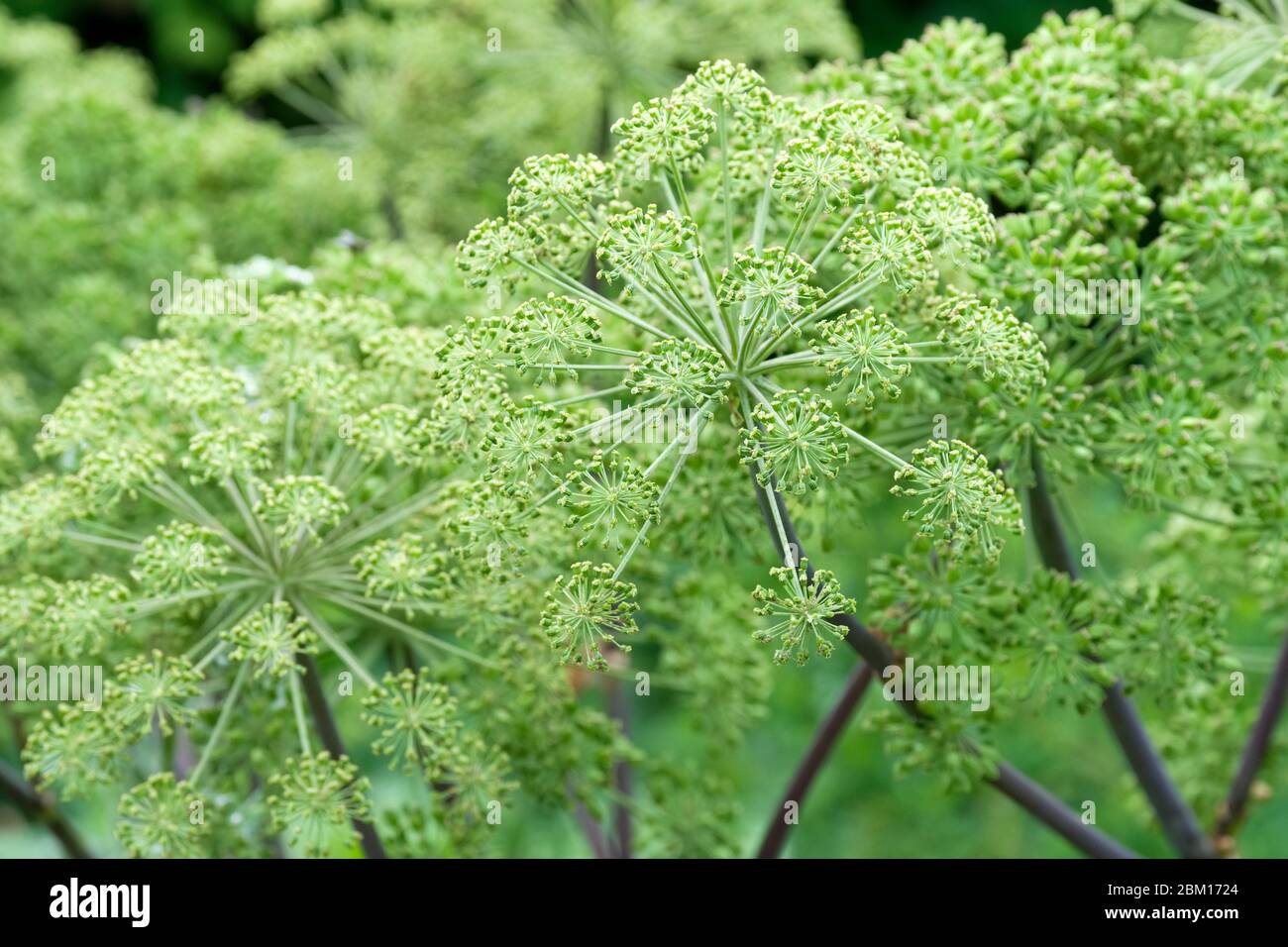 Angelica archangelica, commonly known as garden angelica, wild celery, and Norwegian angelica, angel's fishing rod Stock Photo