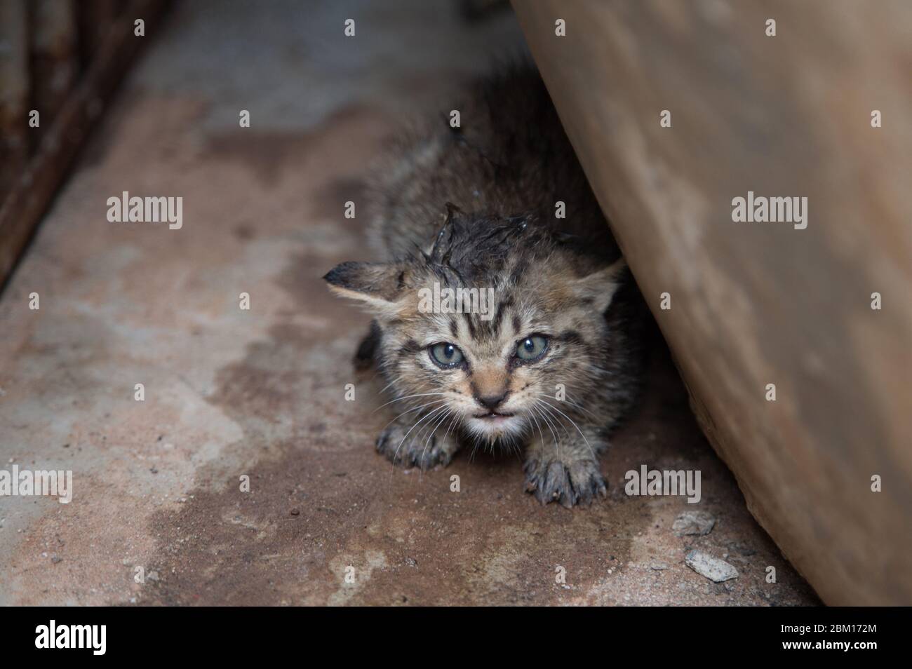 cute newborn cat have fear face under building Stock Photo