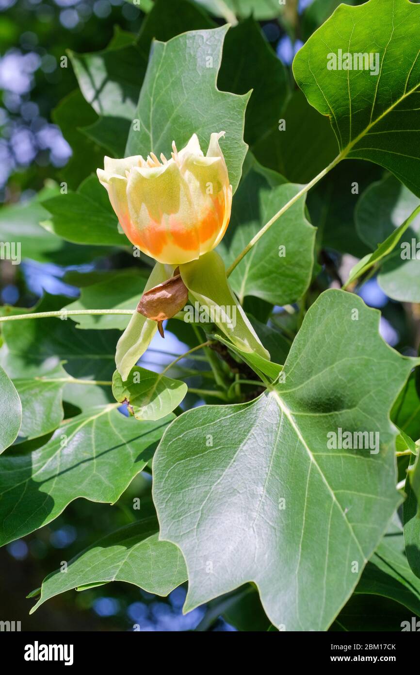 Single flower of Liriodendron tulipifera Fastigiatum, tulip tree 'Fastigiatum, Upright Tulip Tree Stock Photo