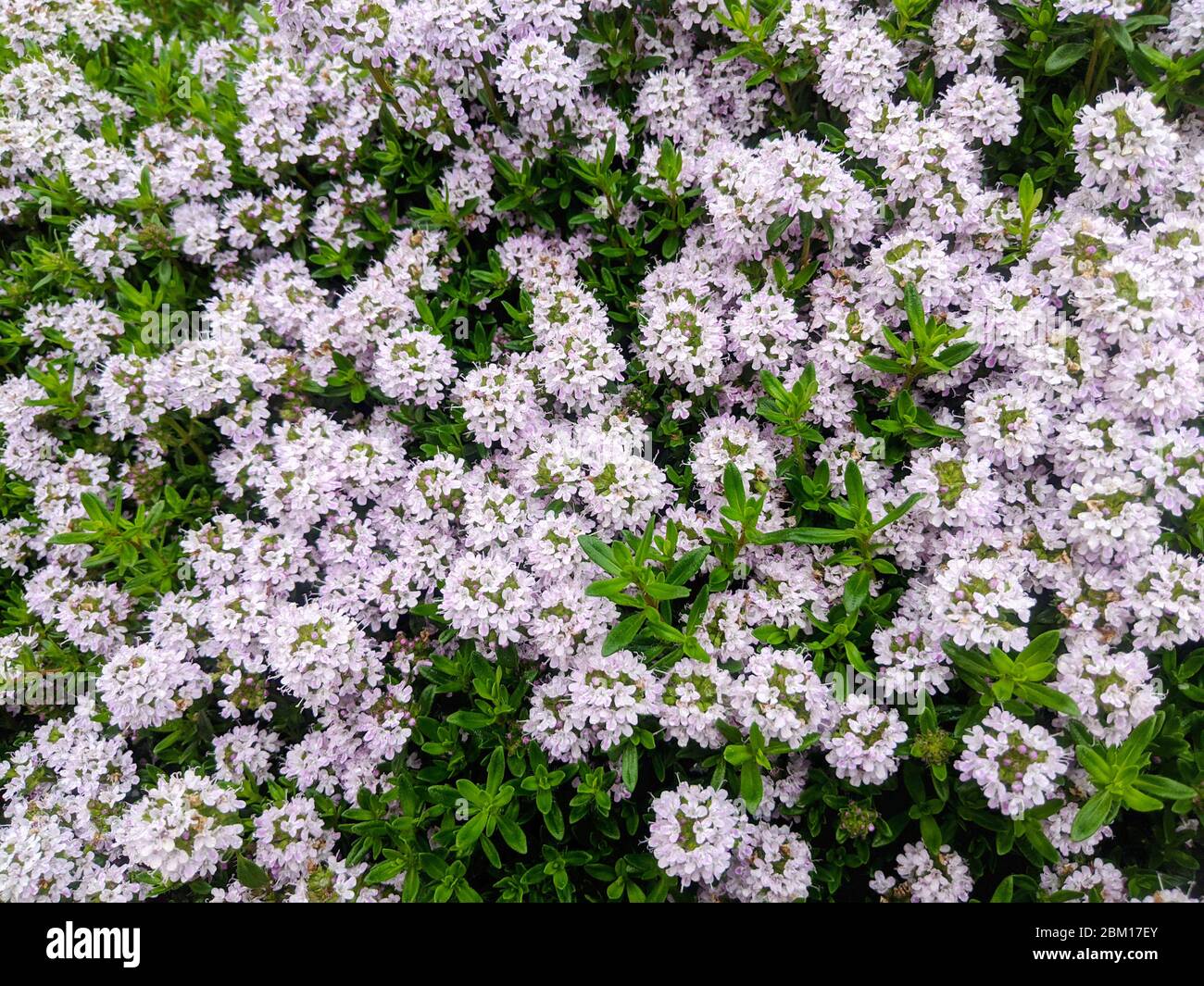 Purple Alyssum Flower High Resolution Stock Photography and Images - Alamy