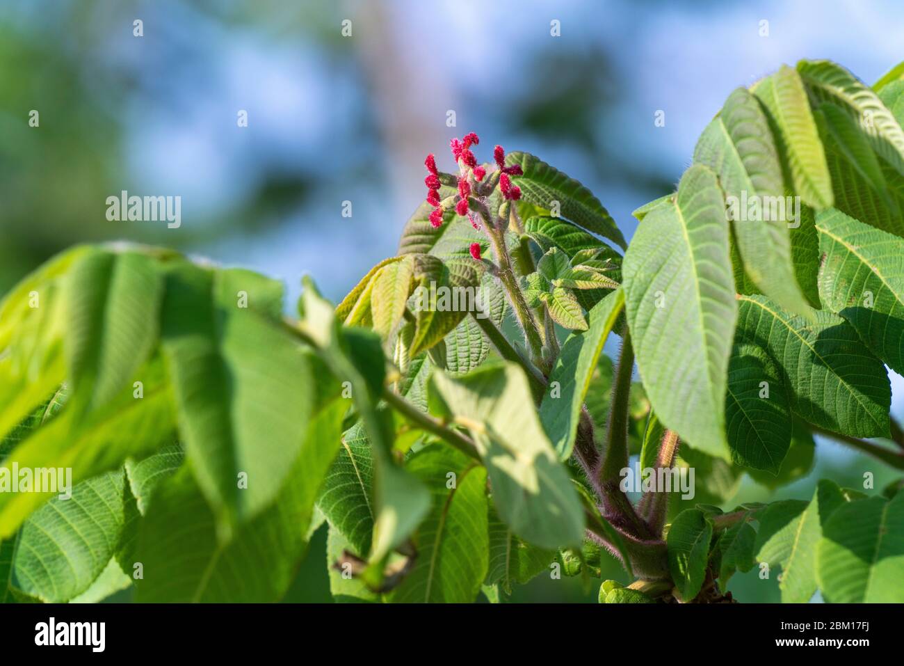 Female inflorescence of Japanese walnut  (Juglans ailantifolia), Isehara City, Kanagawa Prefecture, Japan Stock Photo