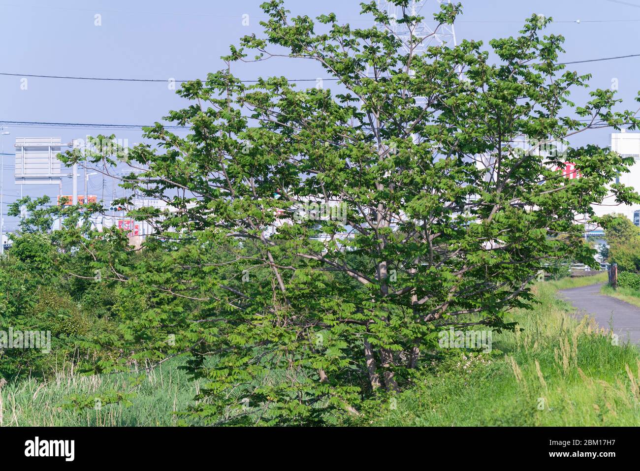 Japanese walnut  (Juglans ailantifolia), Isehara City, Kanagawa Prefecture, Japan Stock Photo