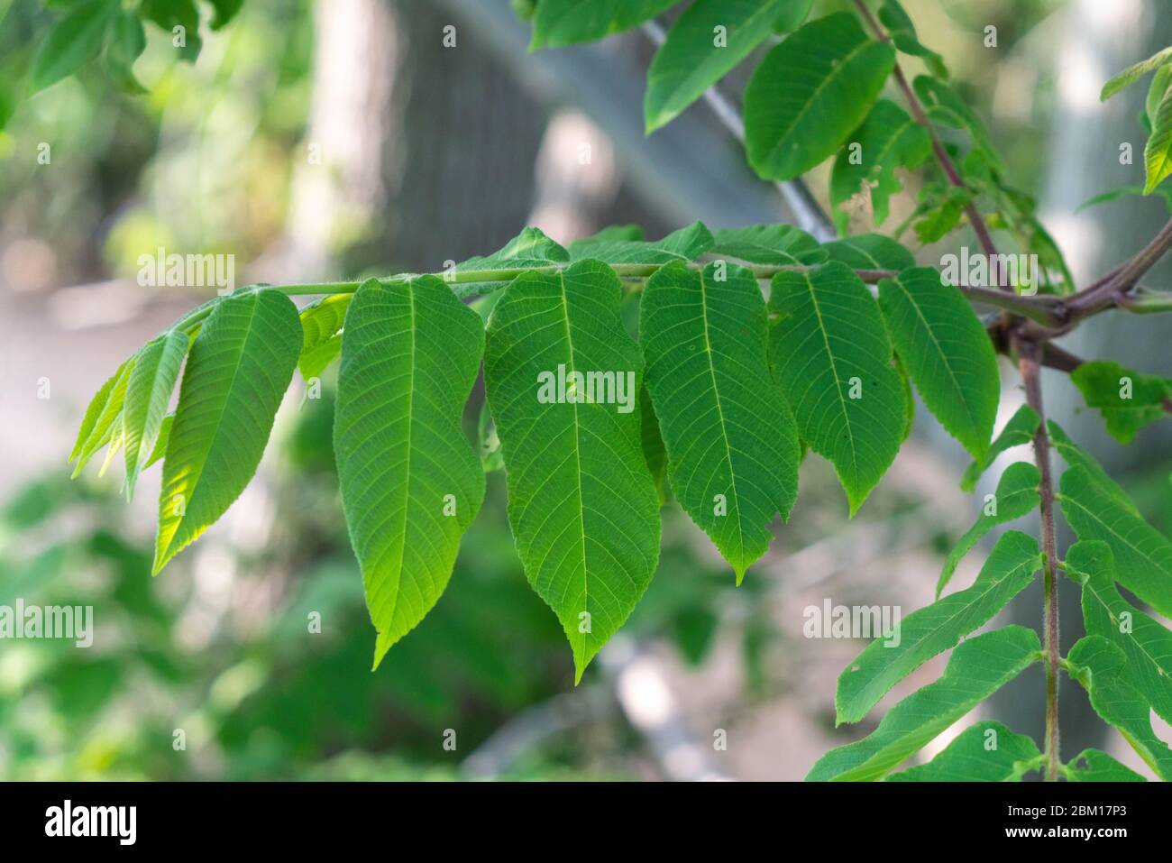 Leaves of Japanese walnut  (Juglans ailantifolia), Isehara City, Kanagawa Prefecture, Japan Stock Photo