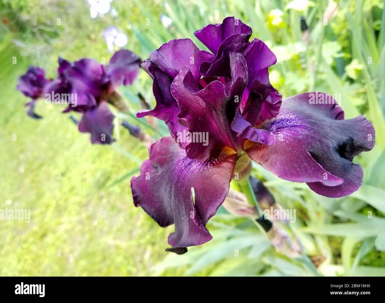 Dark purple bearded iris flower at full bloom Stock Photo