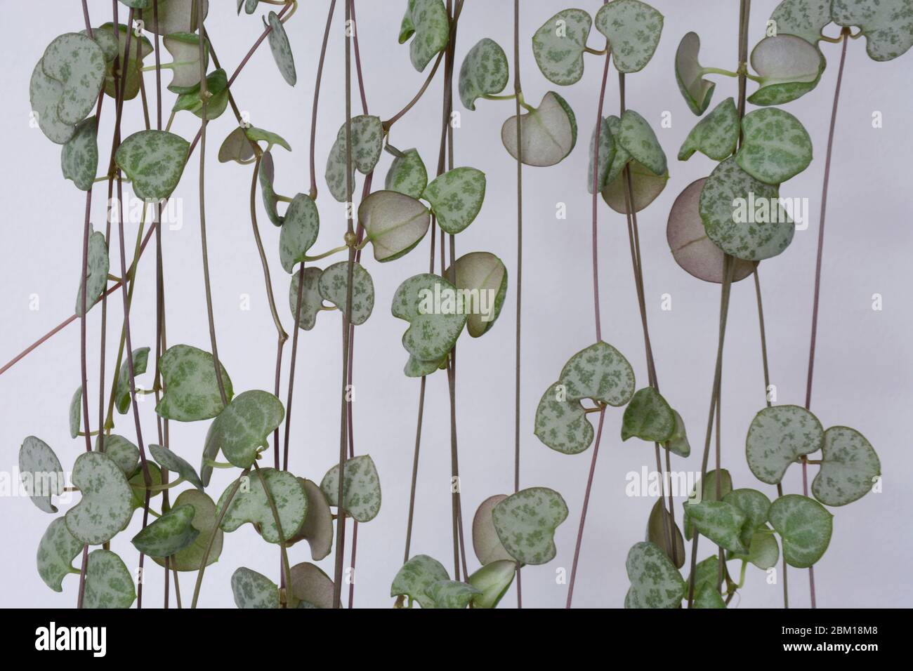 String of Hearts, Rosary Vine, Chain of Hearts, Heartsonastring