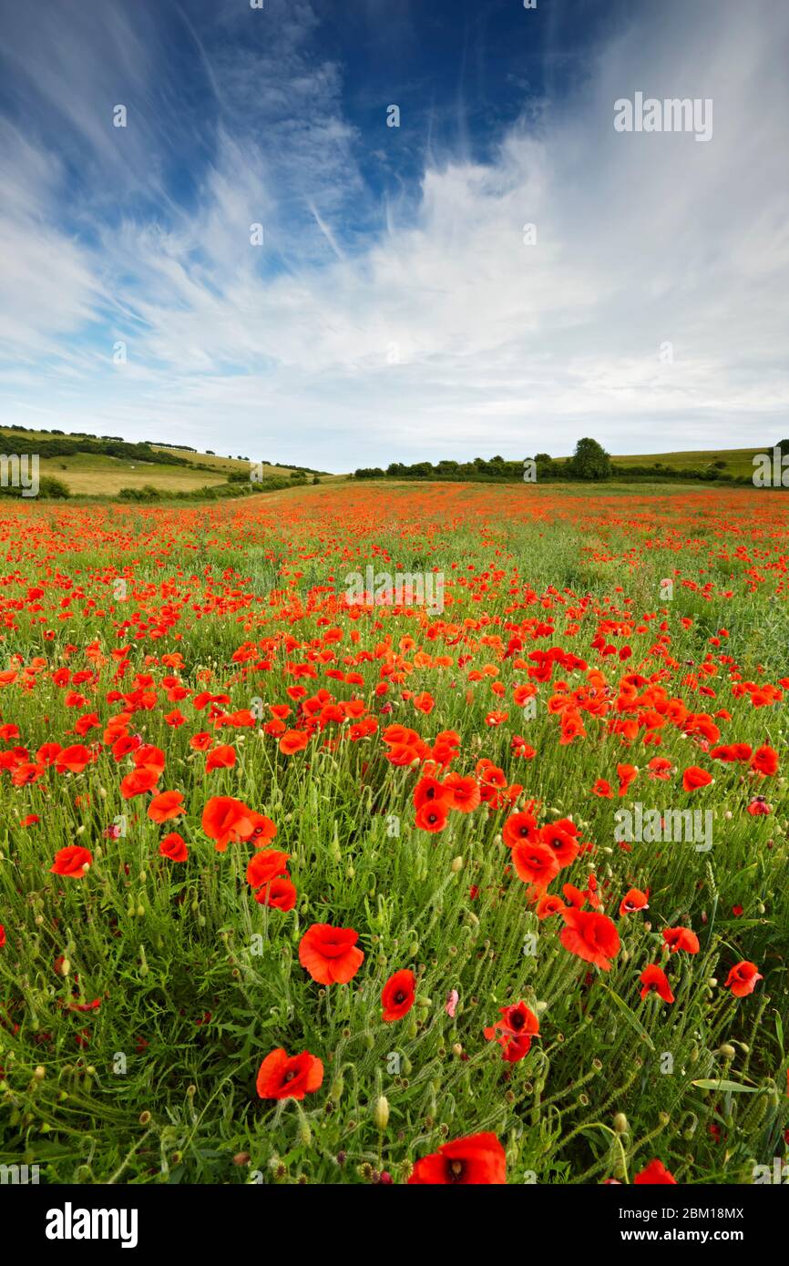 A field of red Poppies growing amongst the crops on the South Downs National Park Stock Photo