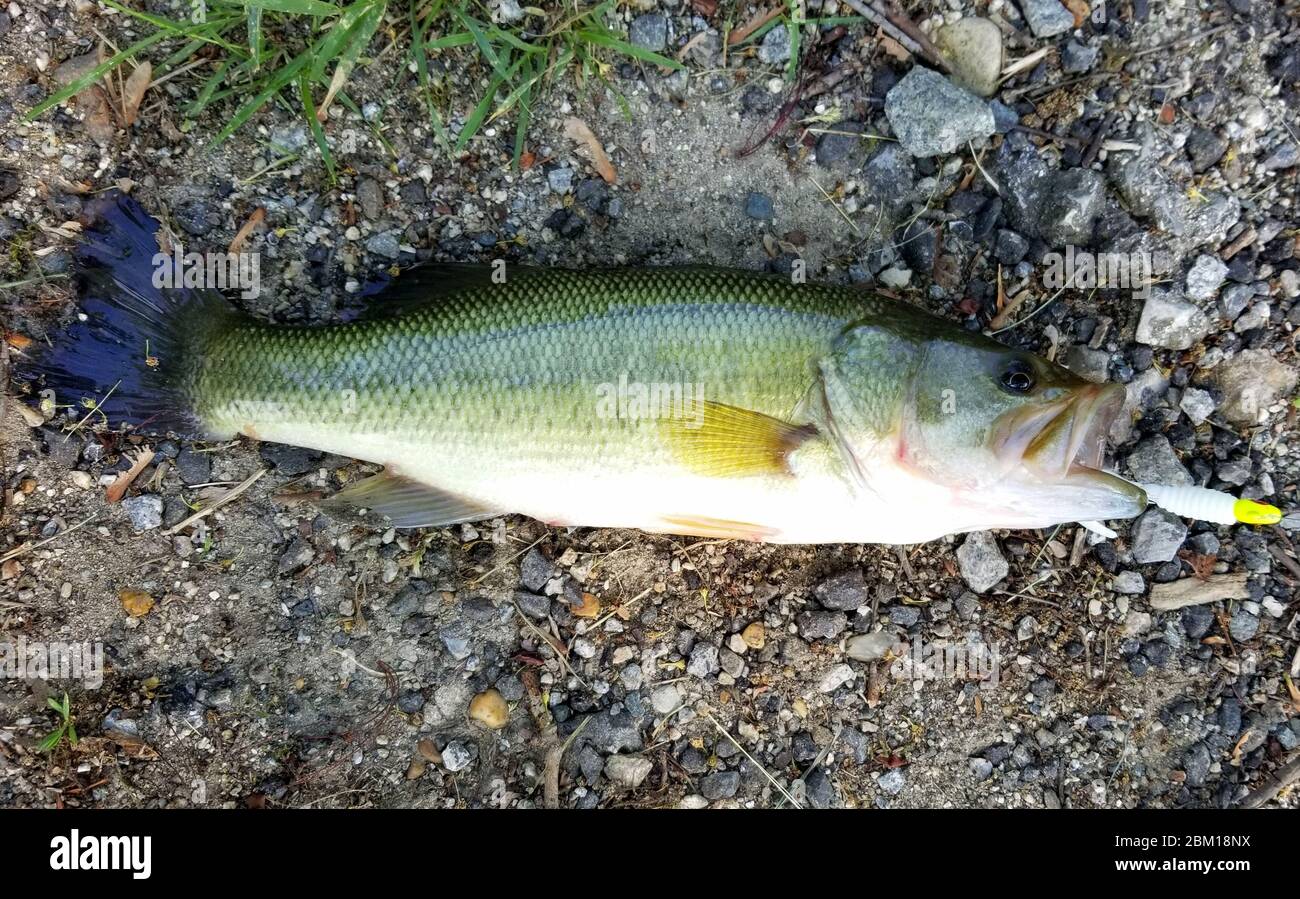 A largemouth bass with a hook on the ground Stock Photo - Alamy