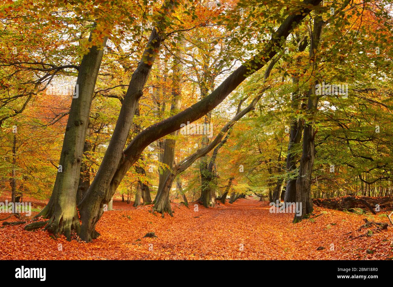 Autumnal Beech tree Avenue, Ashridge Estate Stock Photo